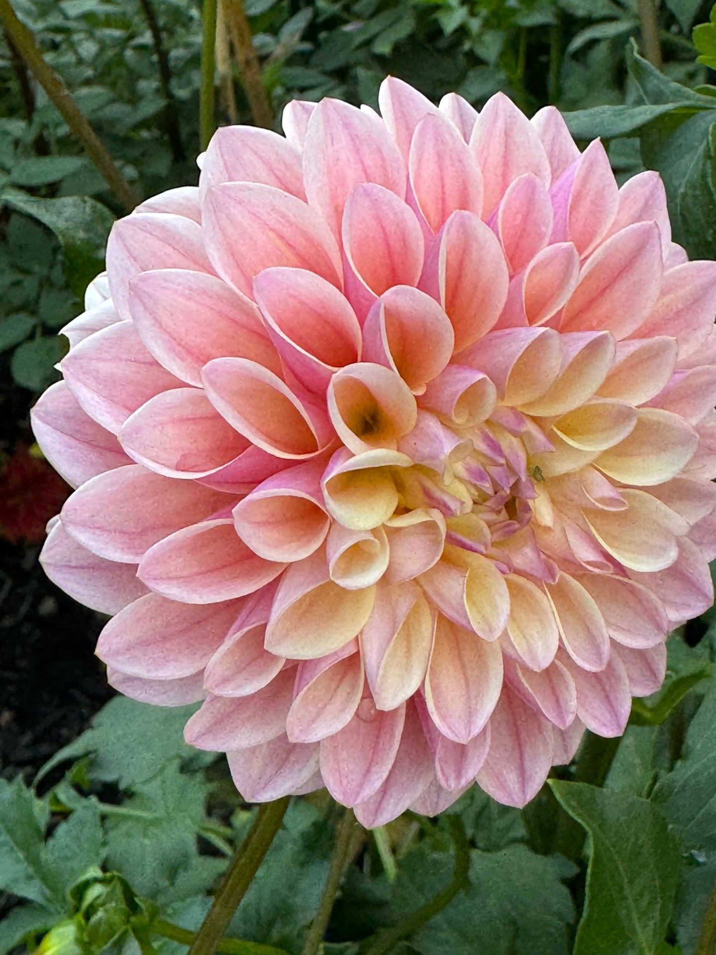 Glow Coralie Dahlia