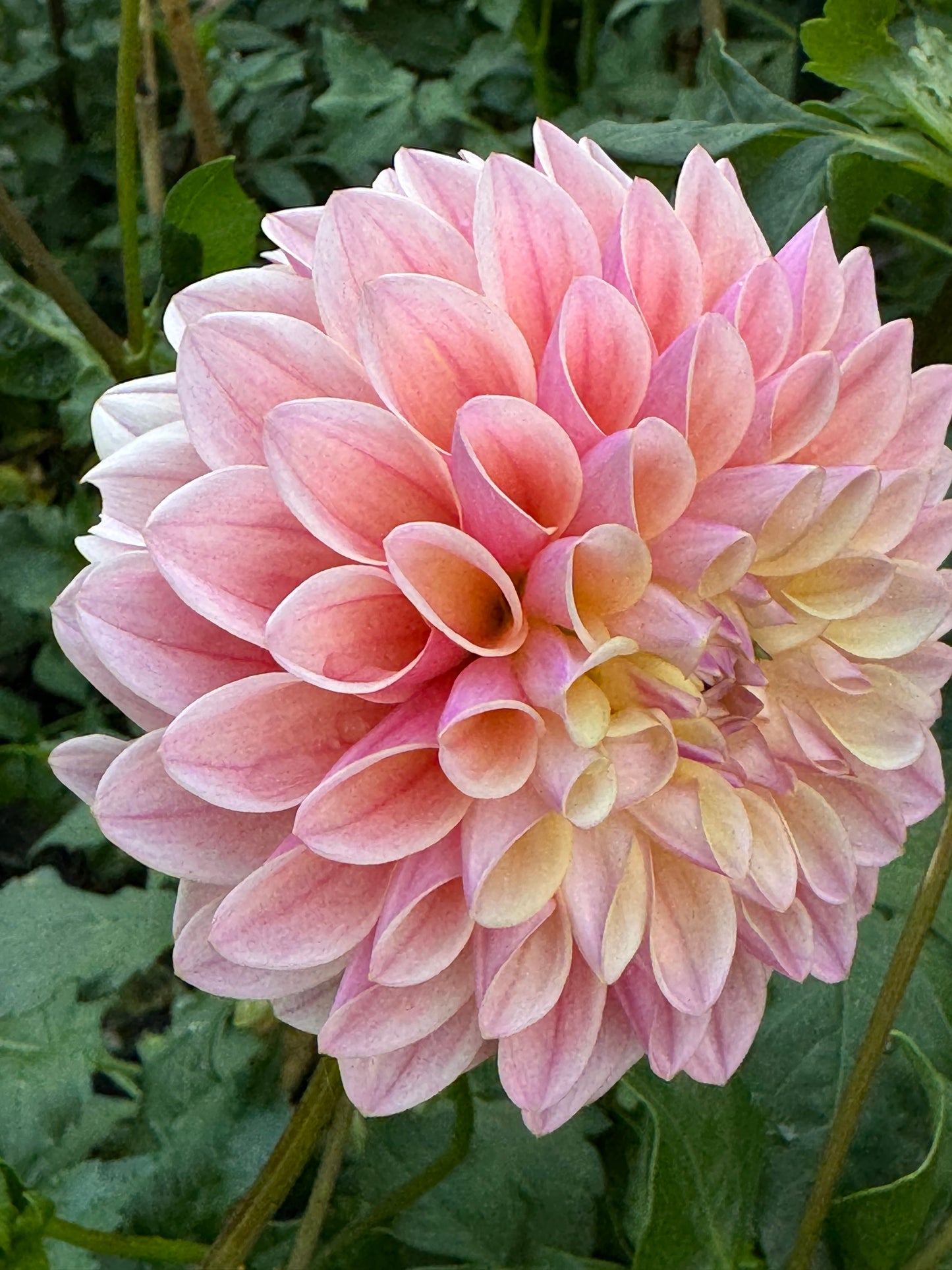 Glow Coralie Dahlia