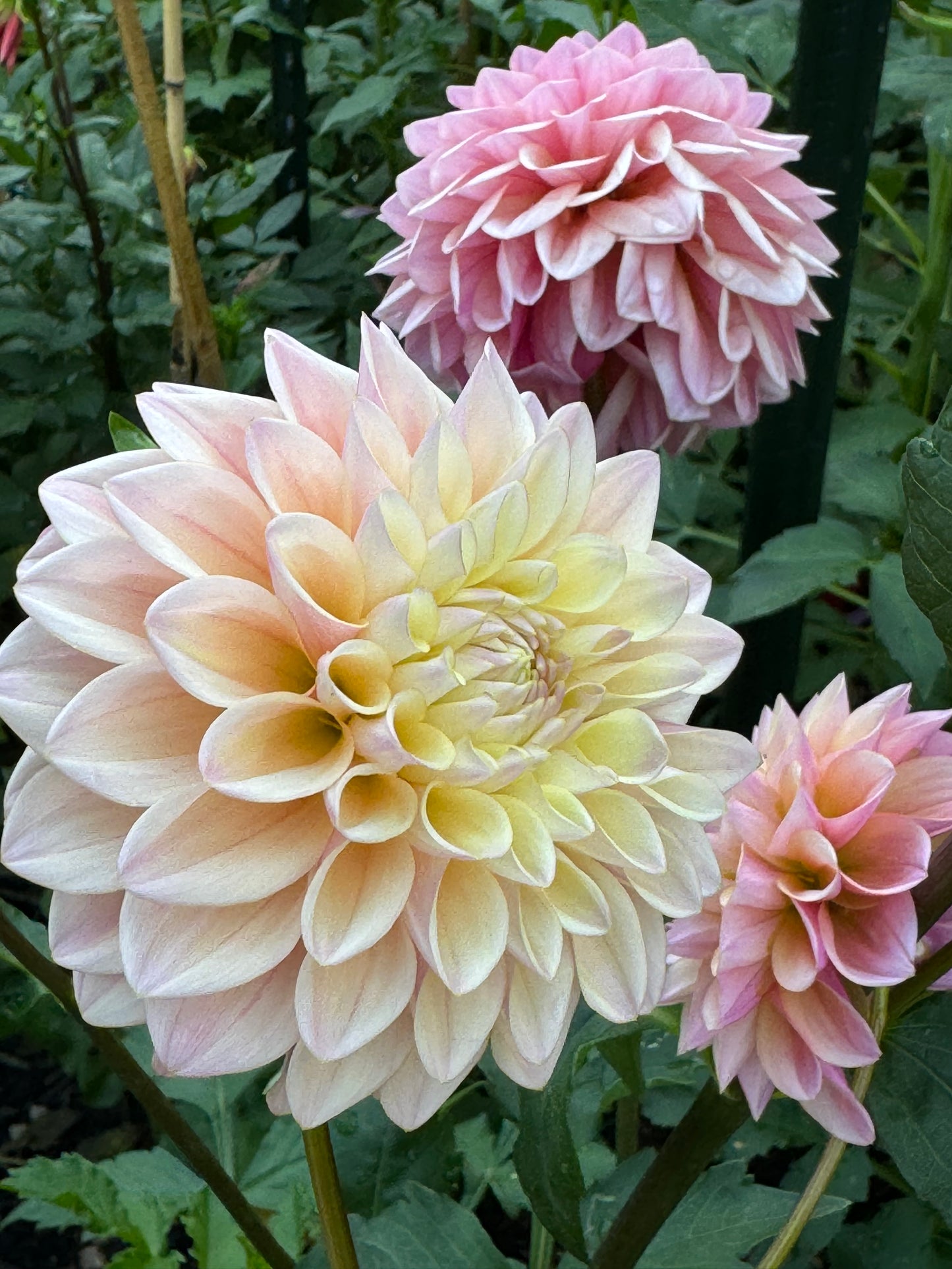 Glow Coralie Dahlia