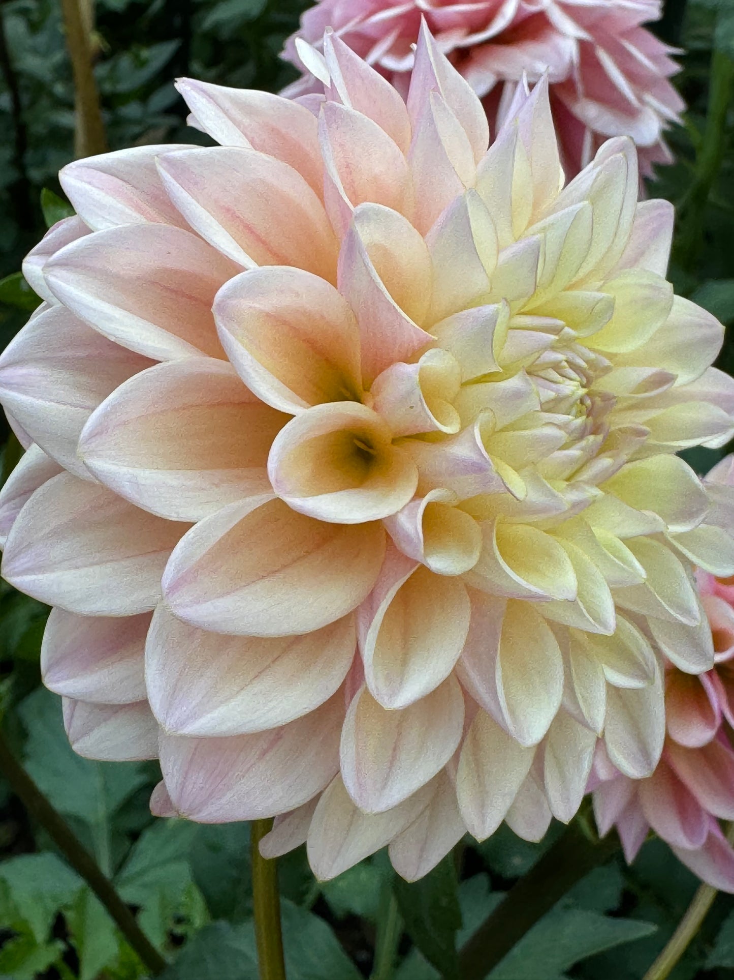 Glow Coralie Dahlia