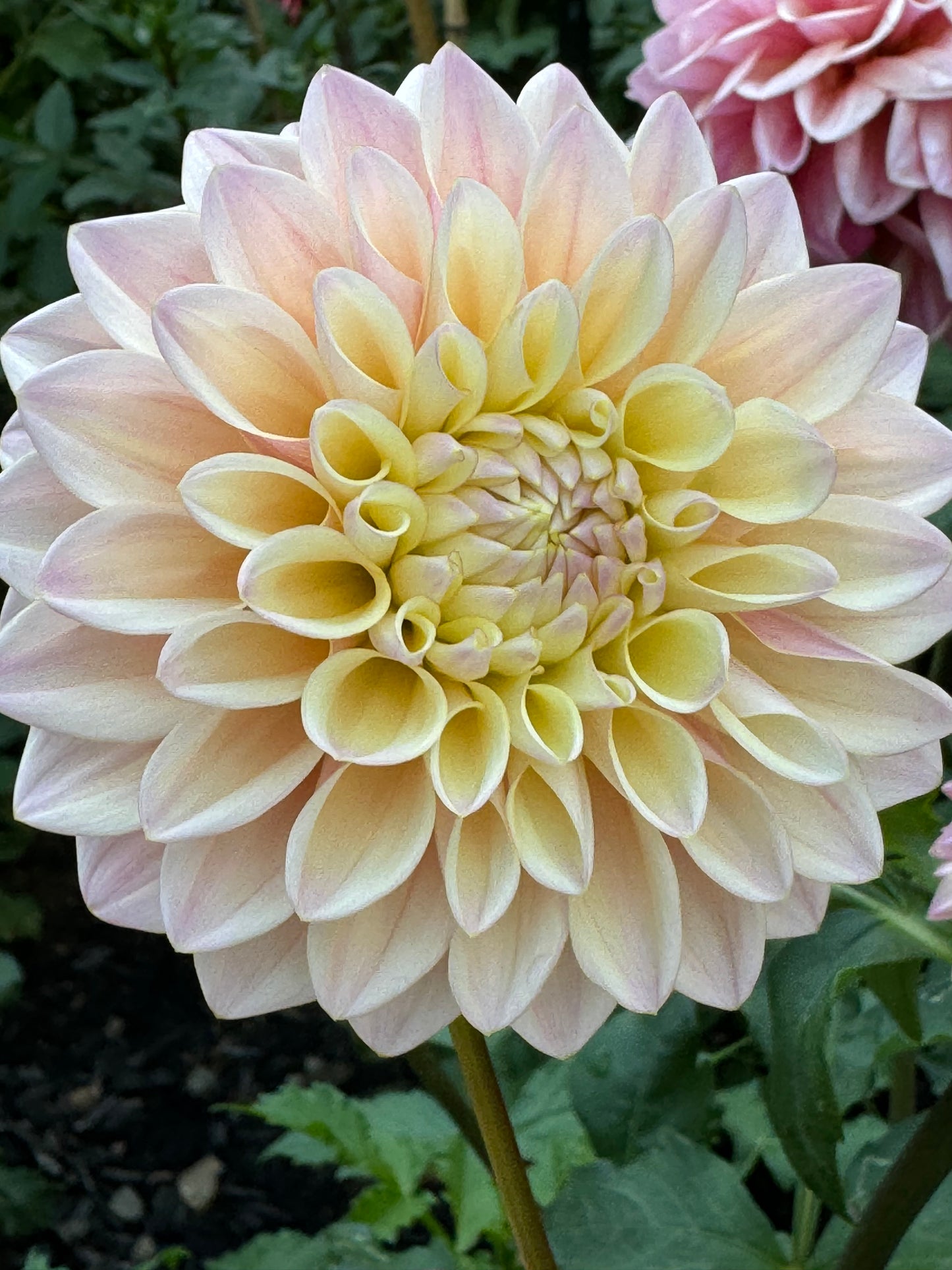 Glow Coralie Dahlia