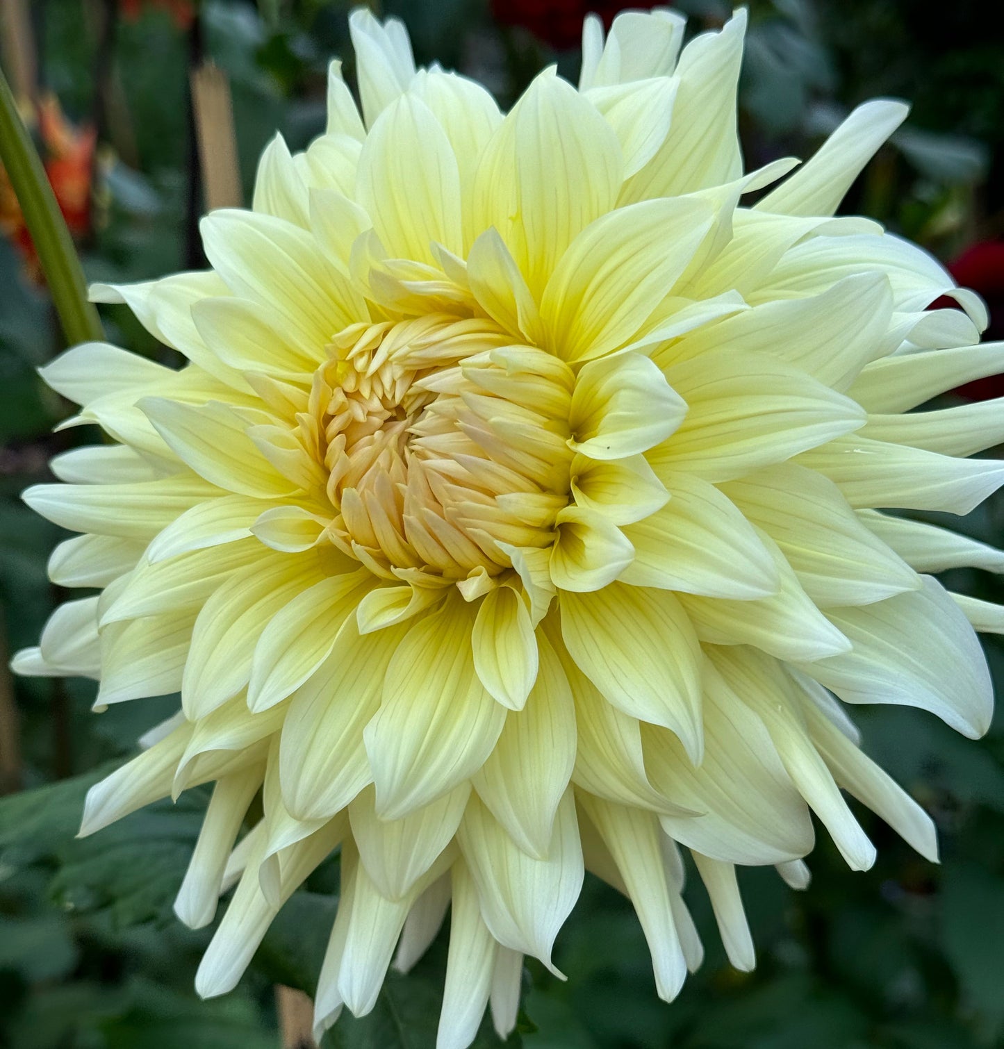 AC Moonwalk Dahlia