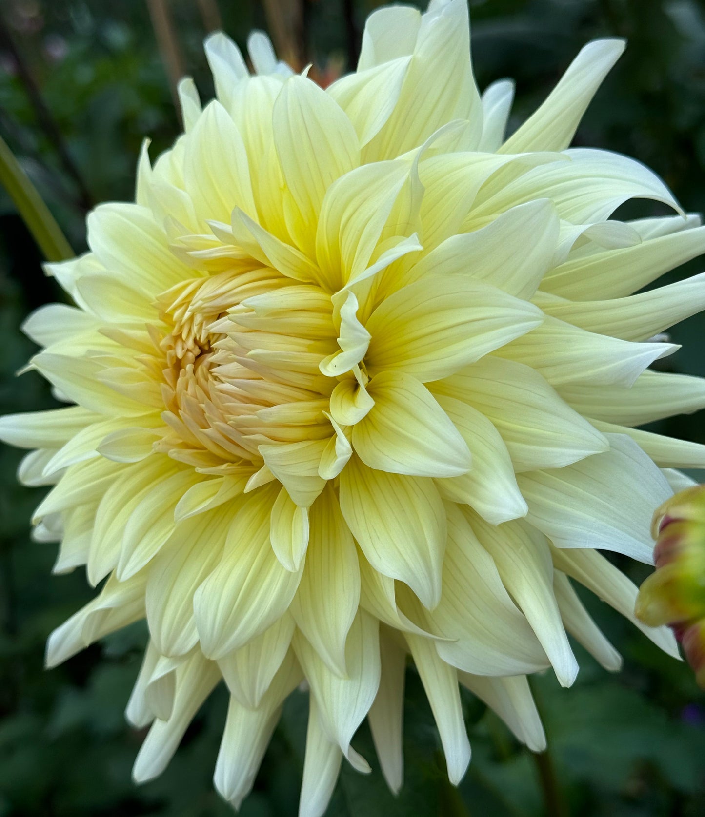 AC Moonwalk Dahlia