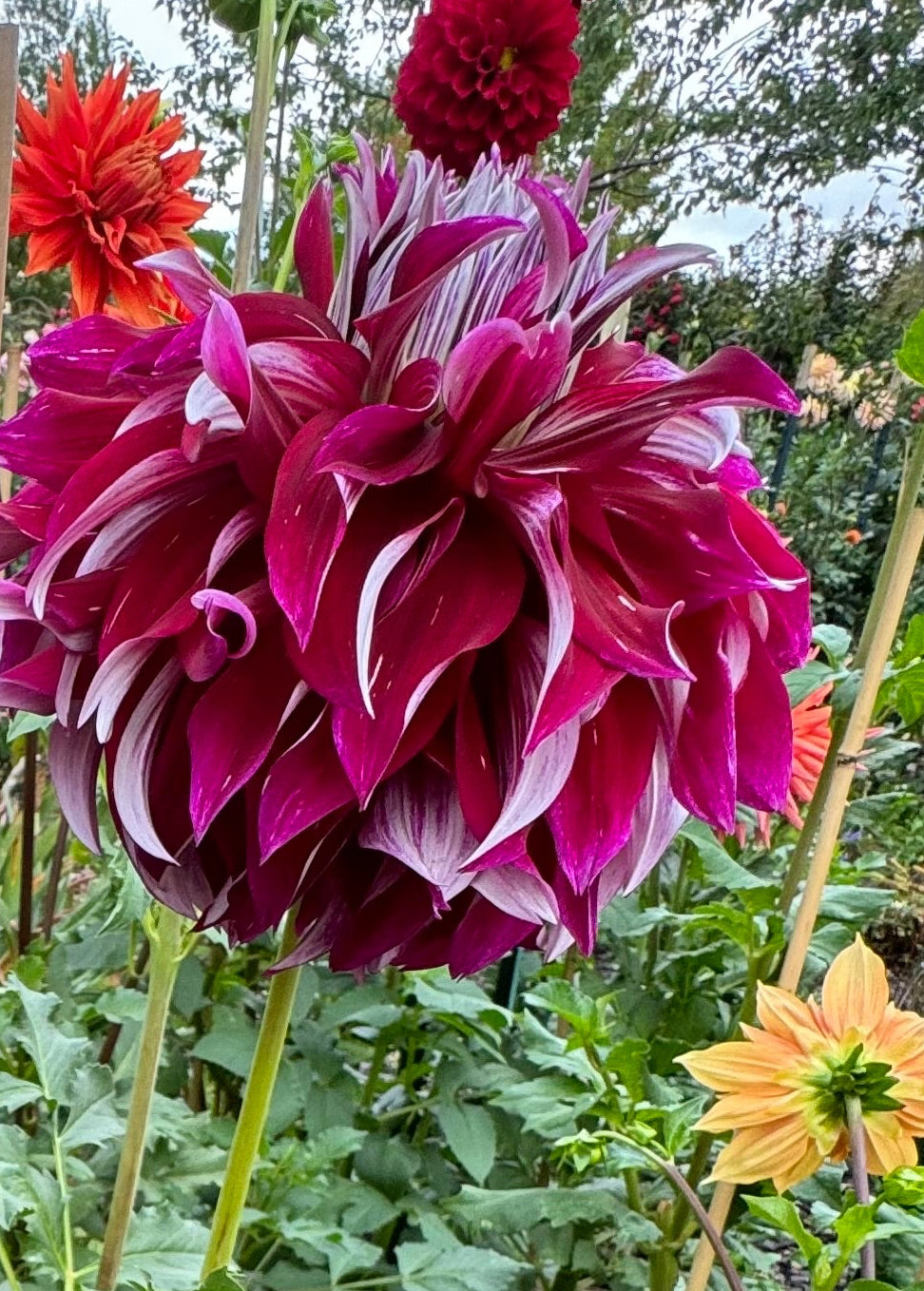 My Hero Dahlia