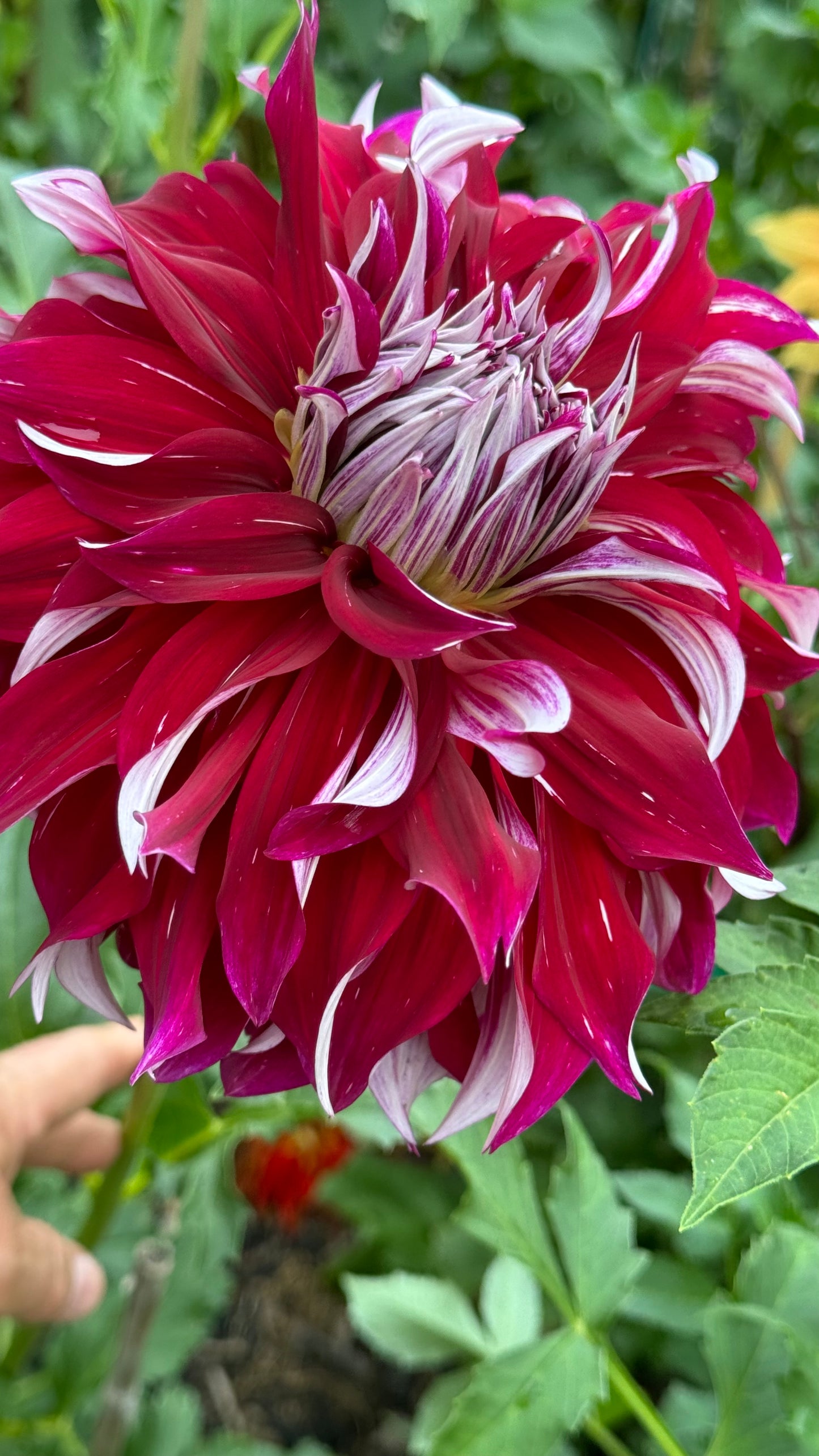 My Hero Dahlia