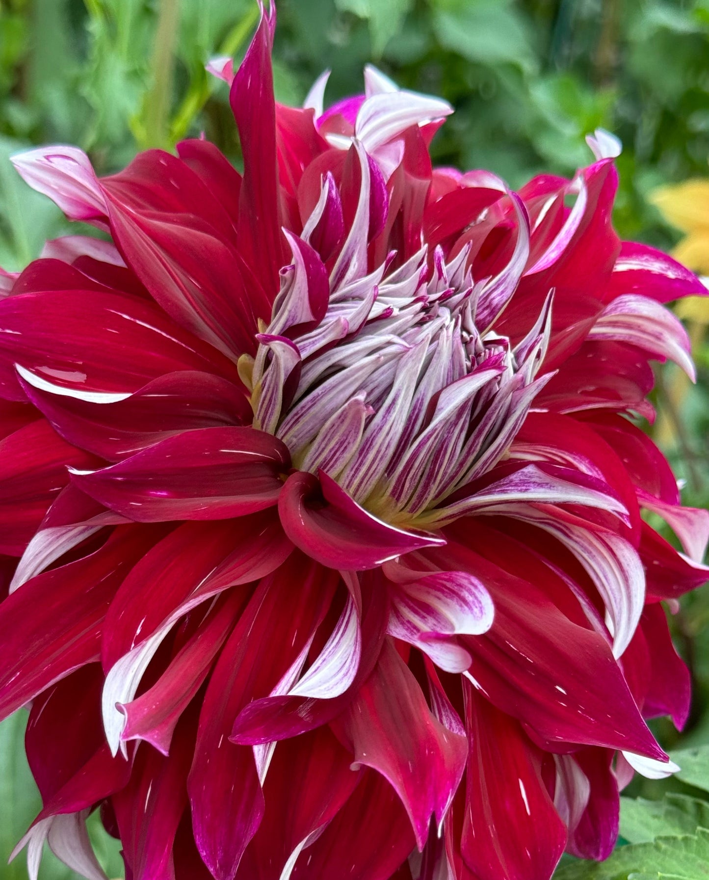 My Hero Dahlia