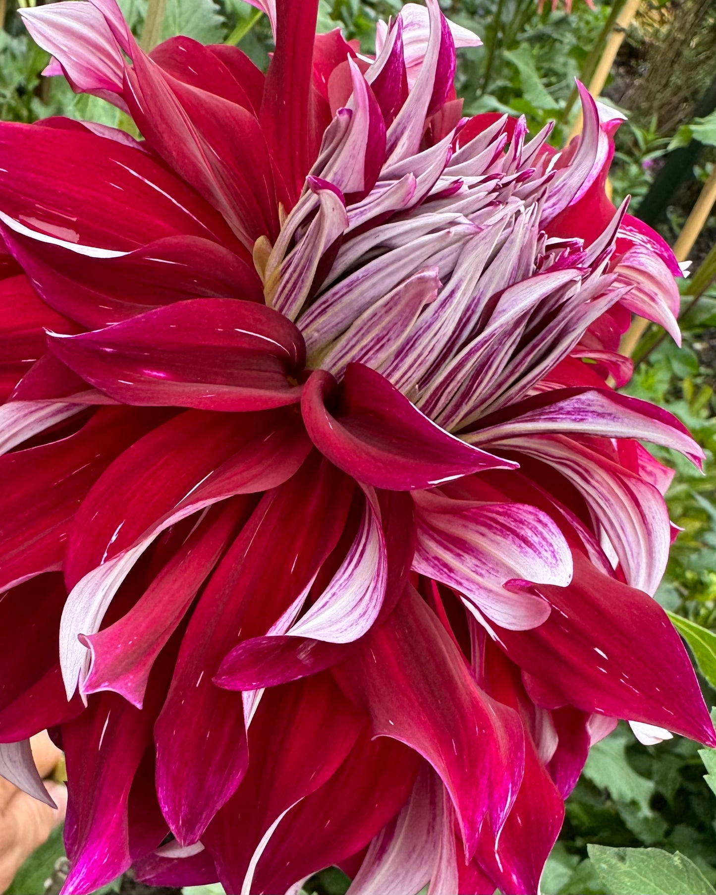 My Hero Dahlia