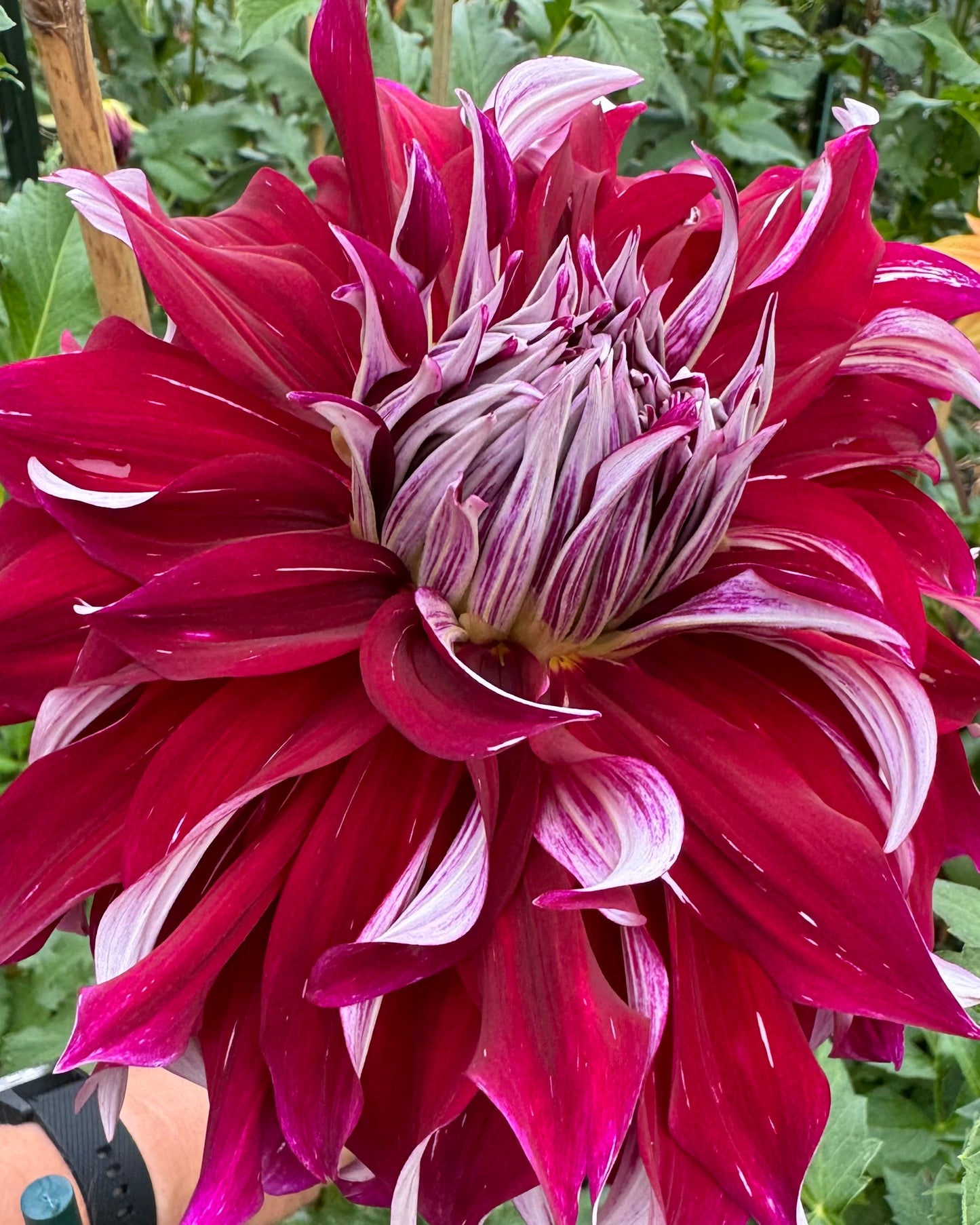 My Hero Dahlia