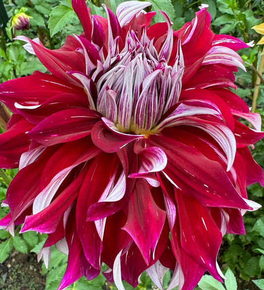 My Hero Dahlia