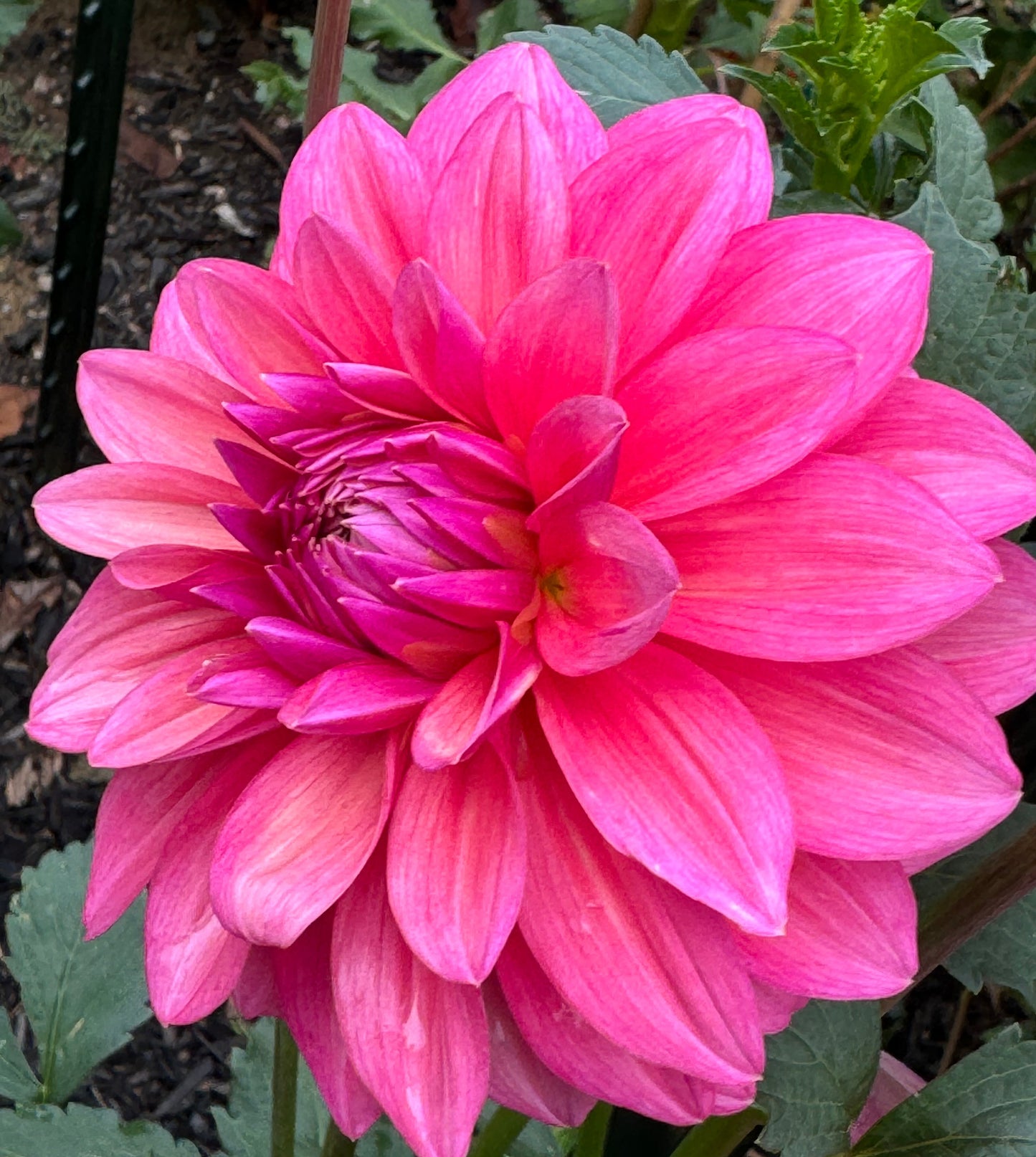 Bargally Blush Dahlia