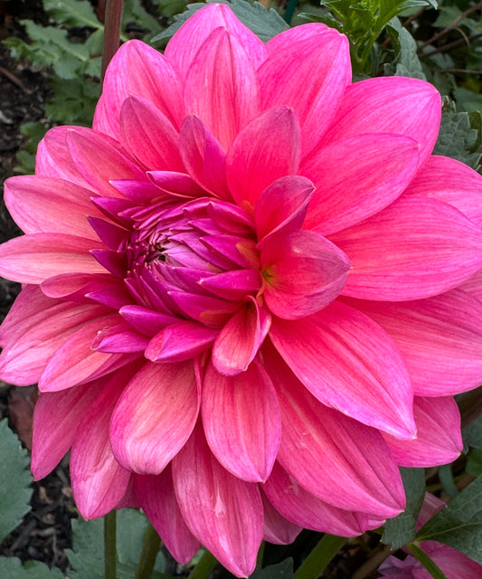 Bargally Blush Dahlia