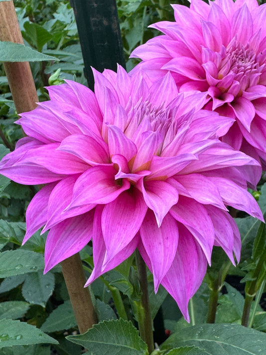 Clearview Lila Dahlia