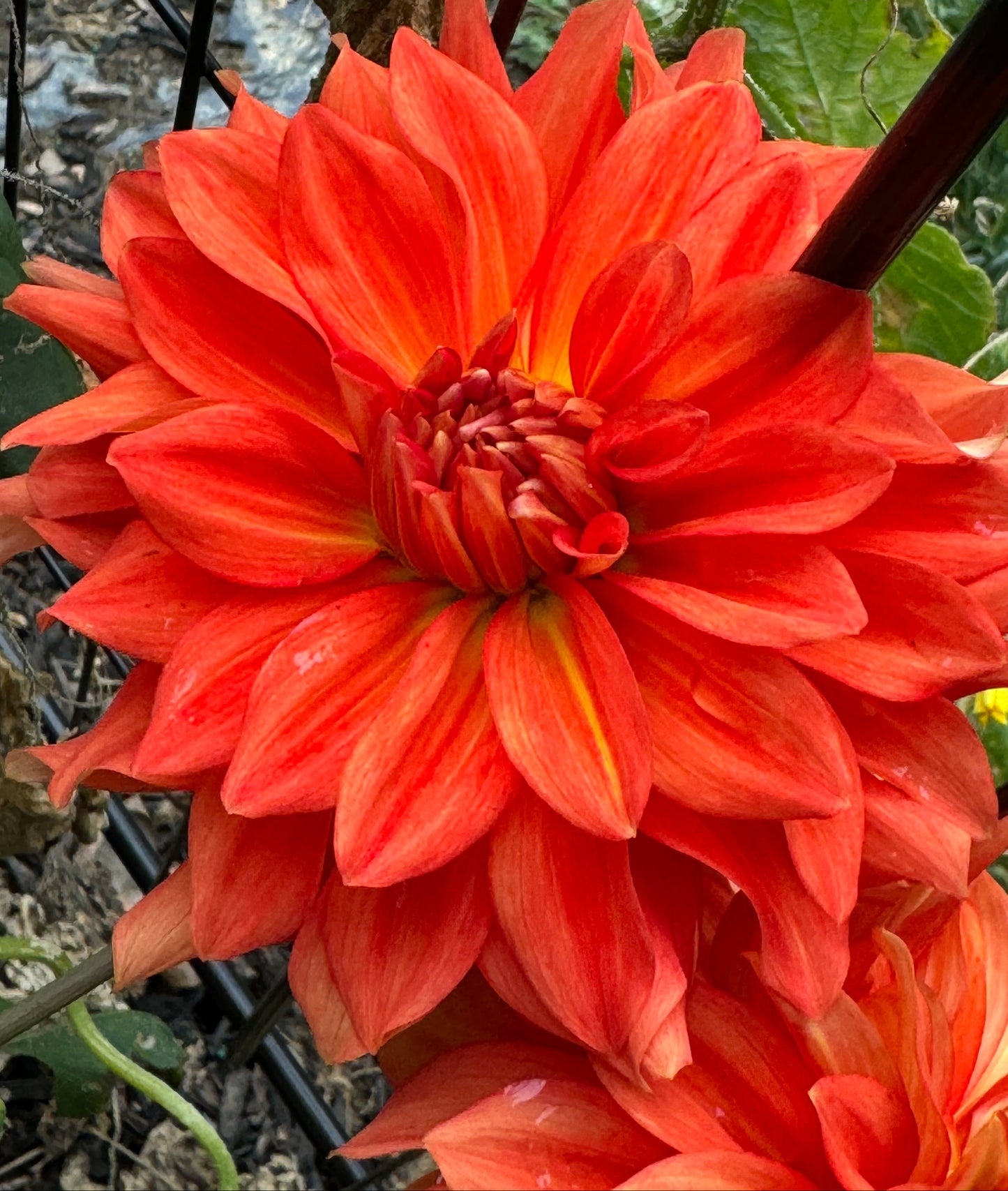 Neon Splendor  Dahlia