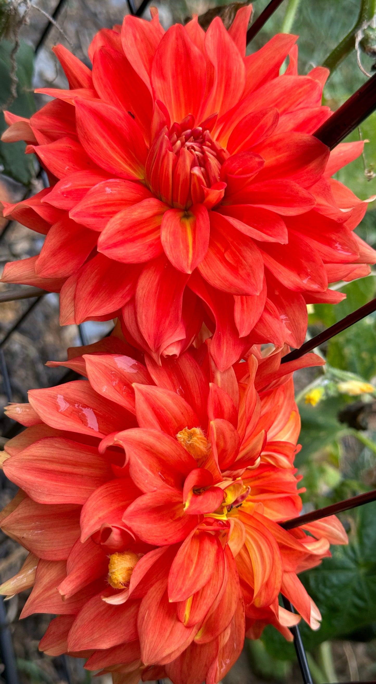 Neon Splendor  Dahlia