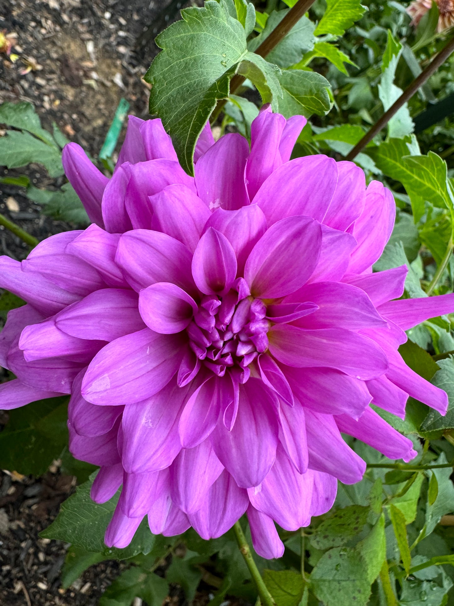 Bluetiful Dahlia