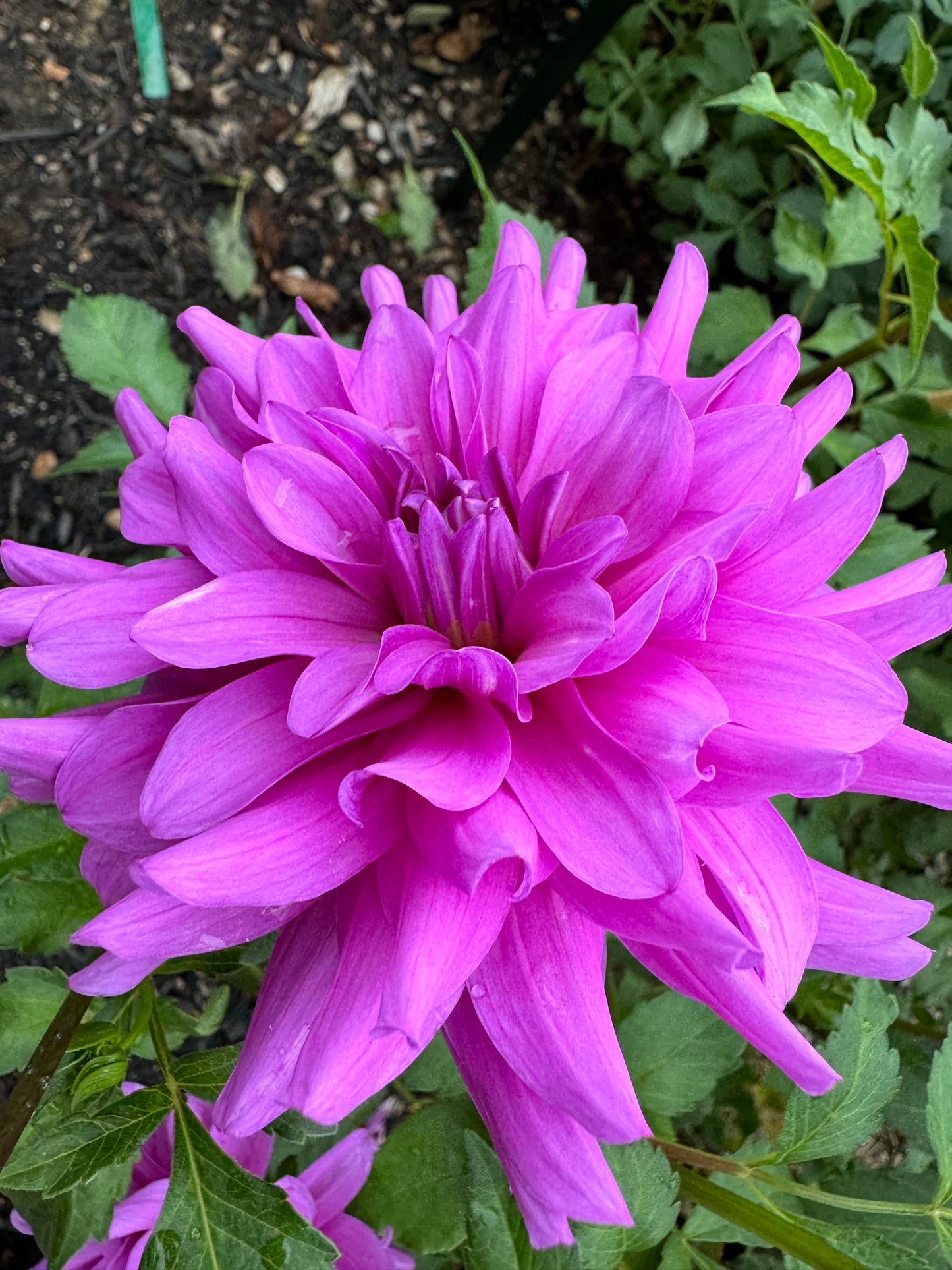 Bluetiful Dahlia