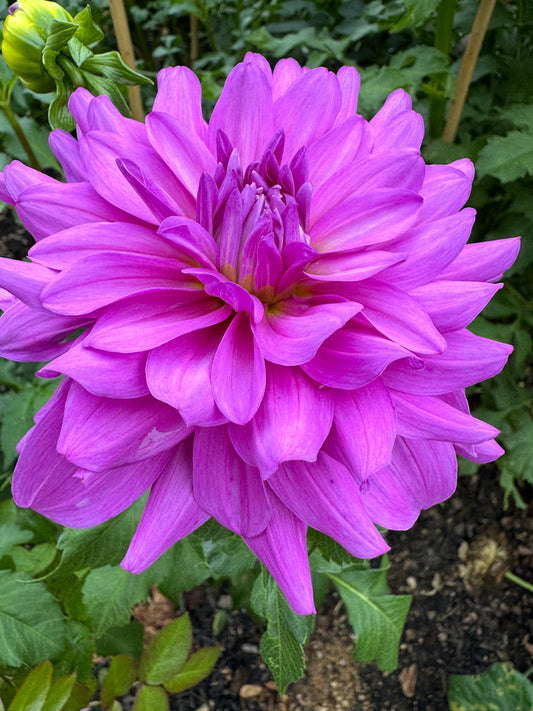 Bluetiful Dahlia