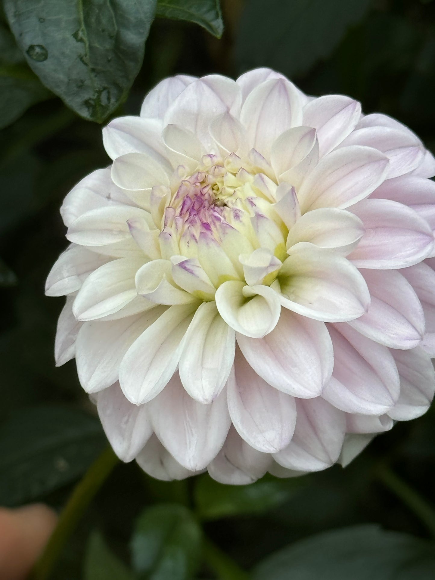 Genova Ball Dahlia