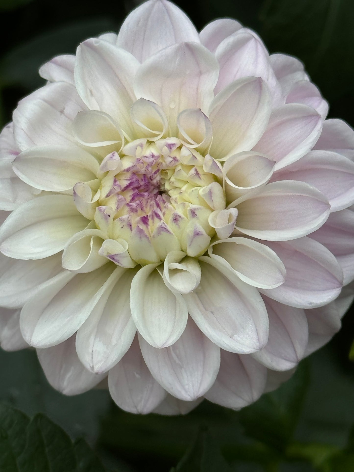 Genova Ball Dahlia