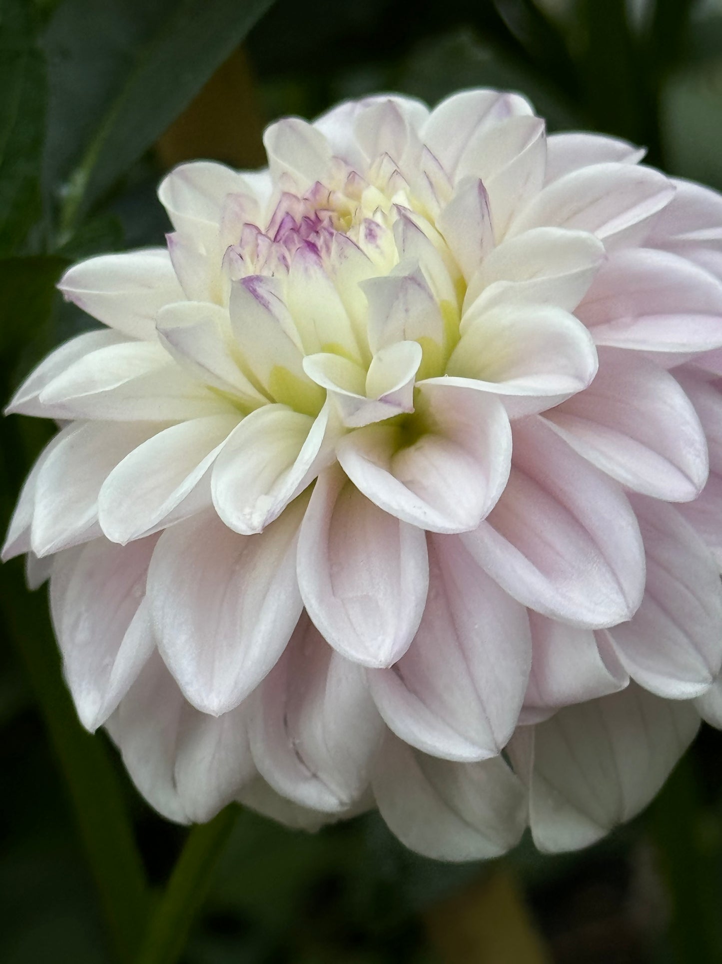 Genova Ball Dahlia