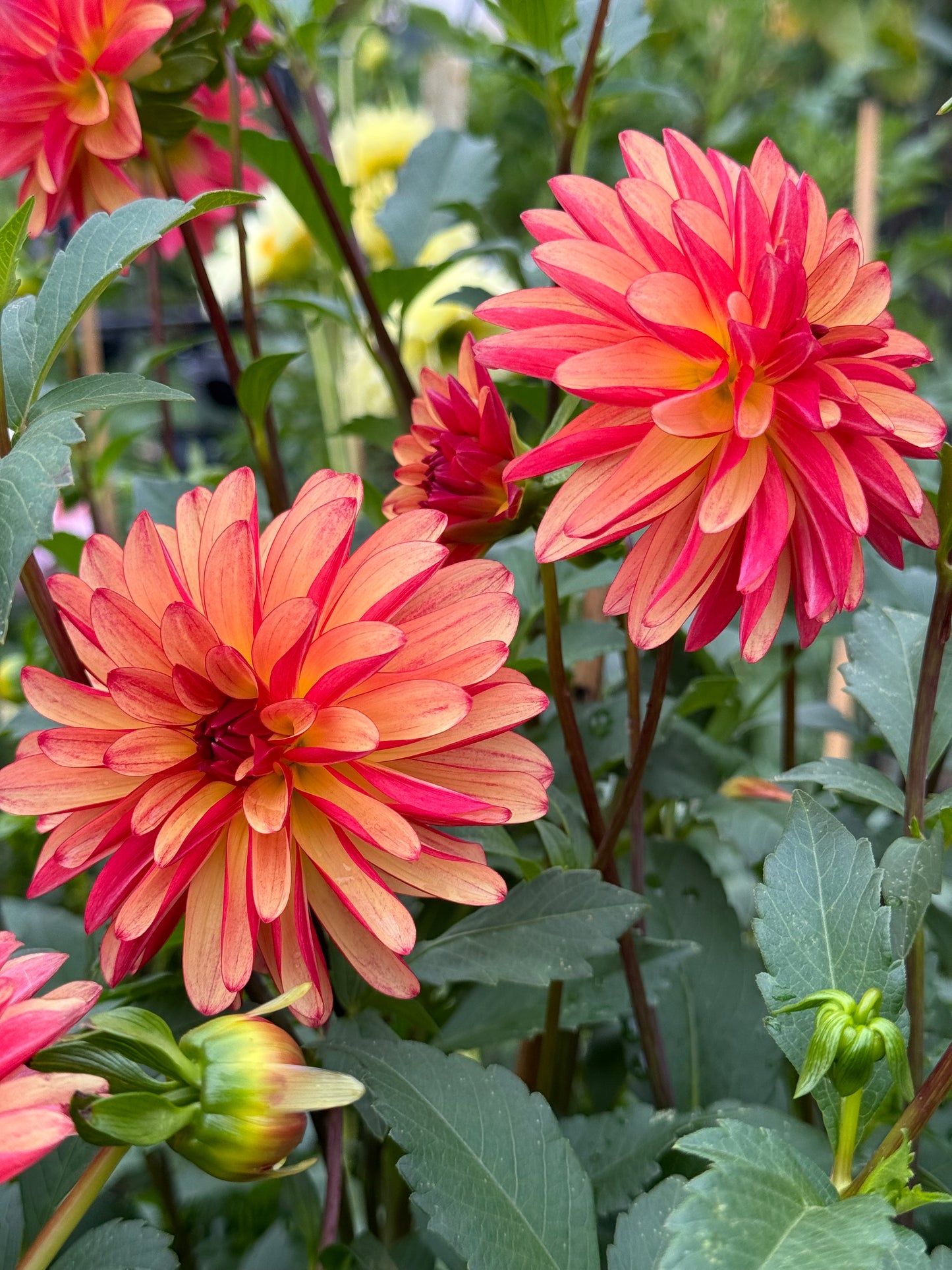 Fidalgo Julie Dahlia