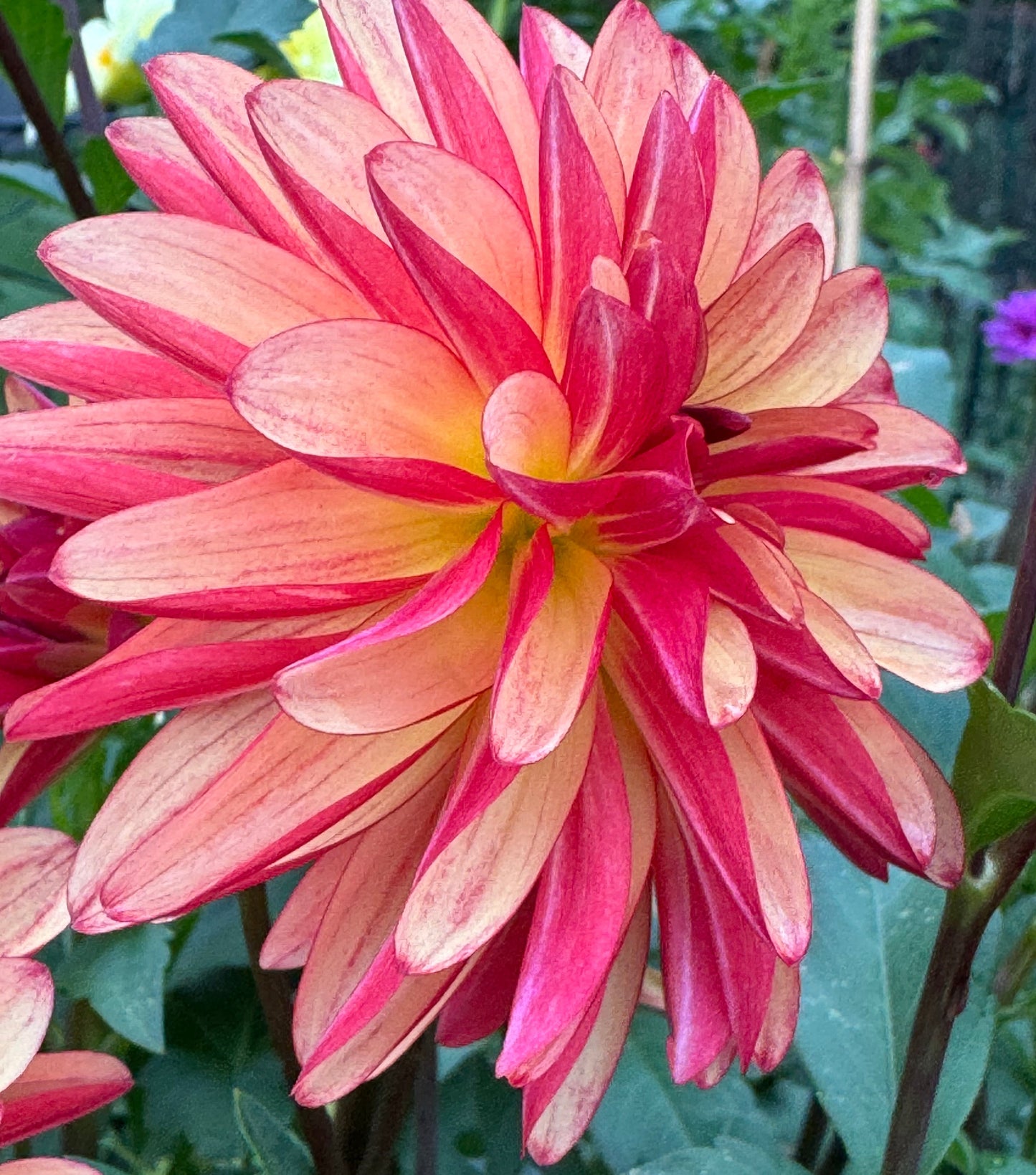 Fidalgo Julie Dahlia