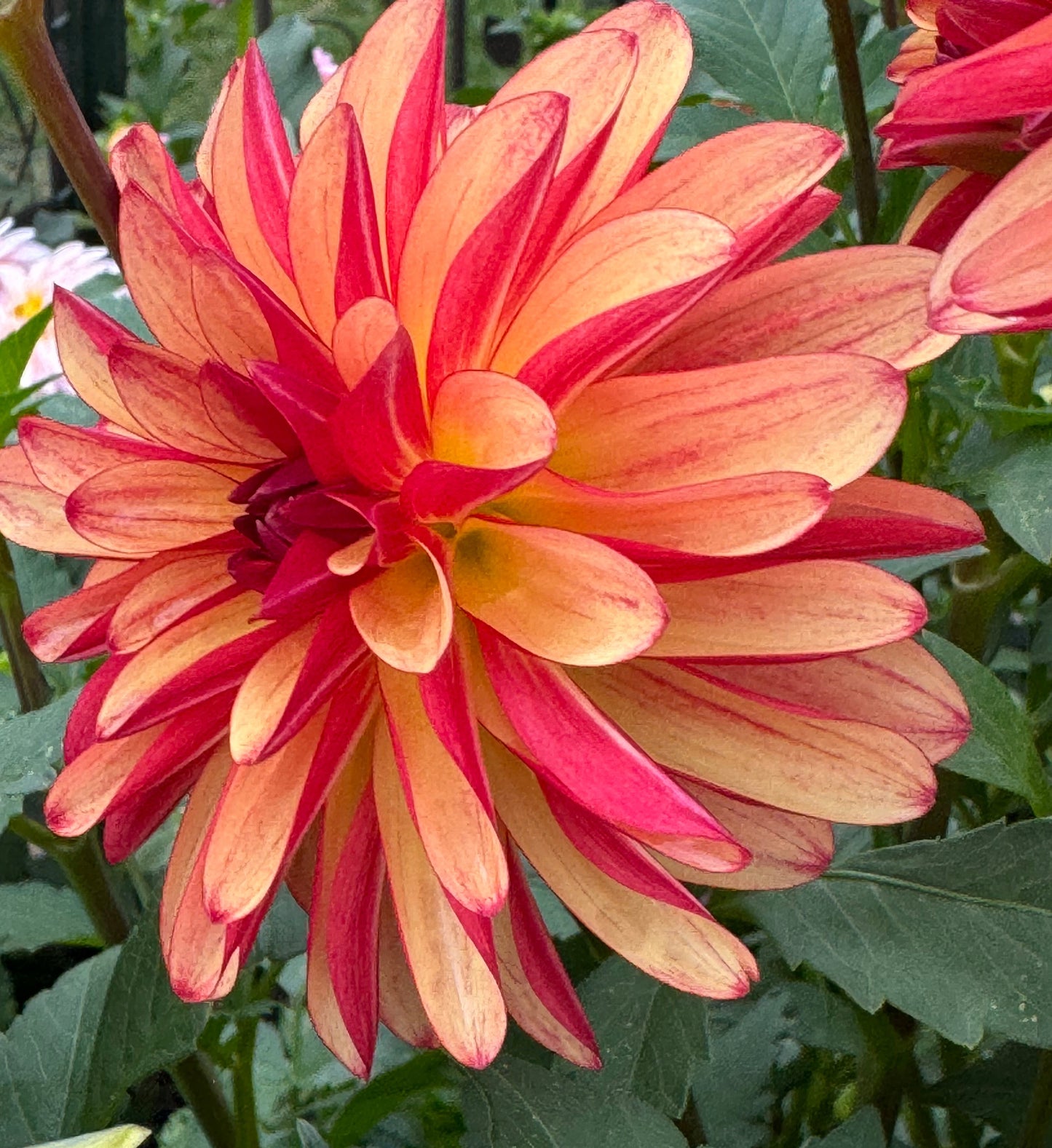 Fidalgo Julie Dahlia