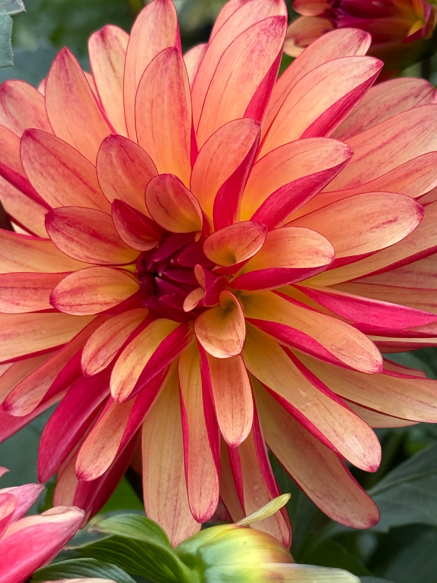 Fidalgo Julie Dahlia