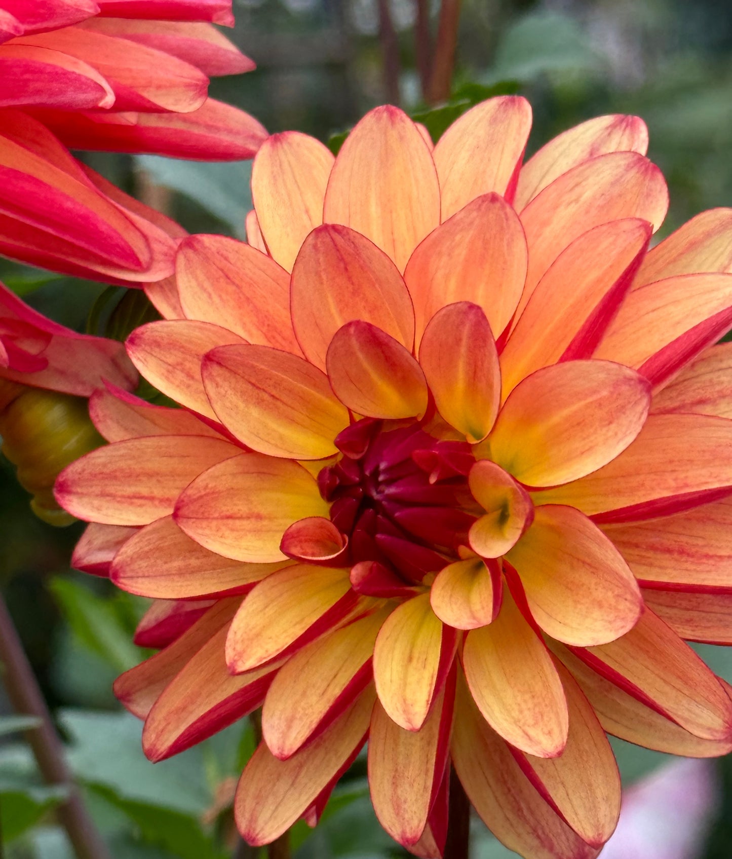 Fidalgo Julie Dahlia