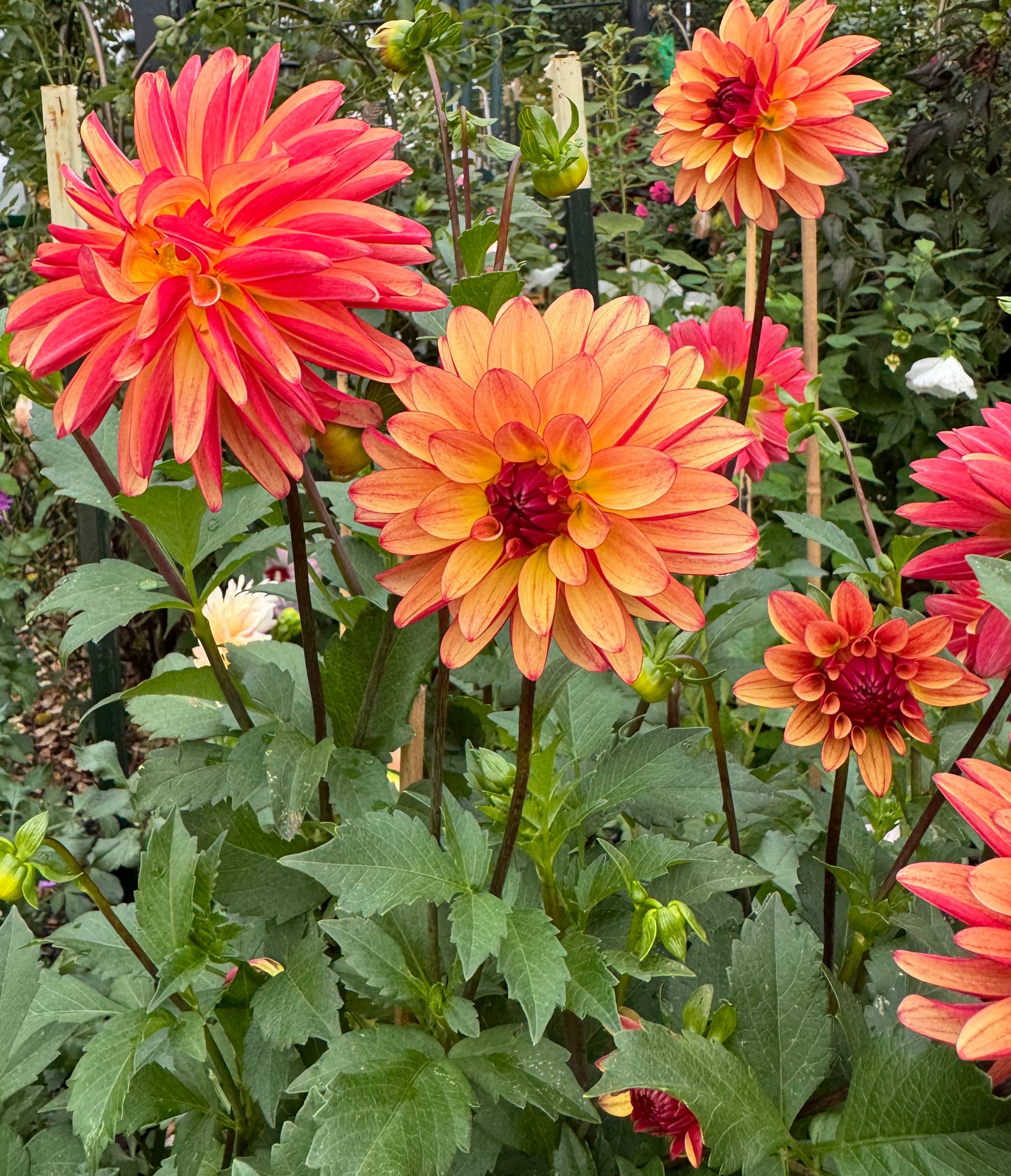 Fidalgo Julie Dahlia – Draginas Flowers LLC