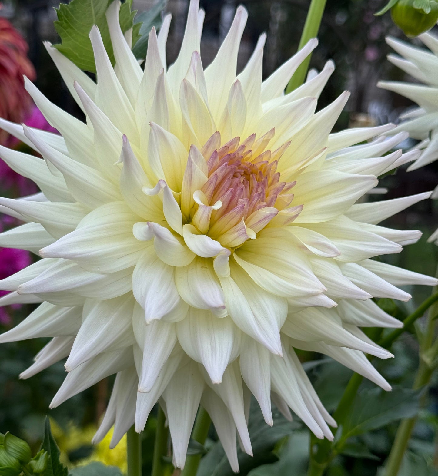 Netherton Cindy Dahlia