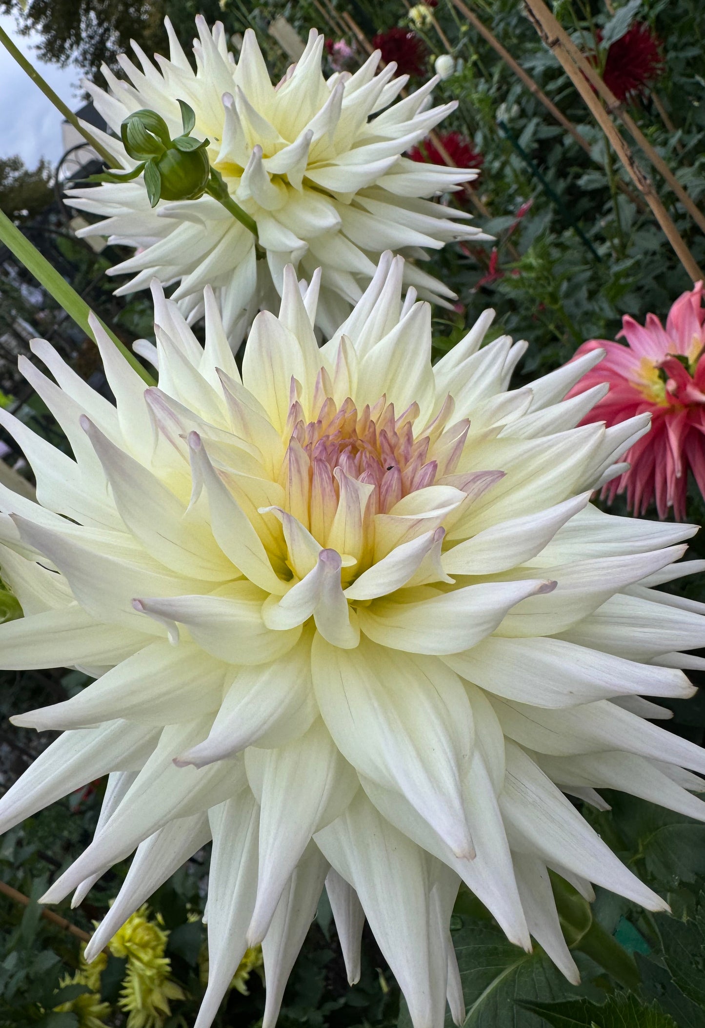 Netherton Cindy Dahlia