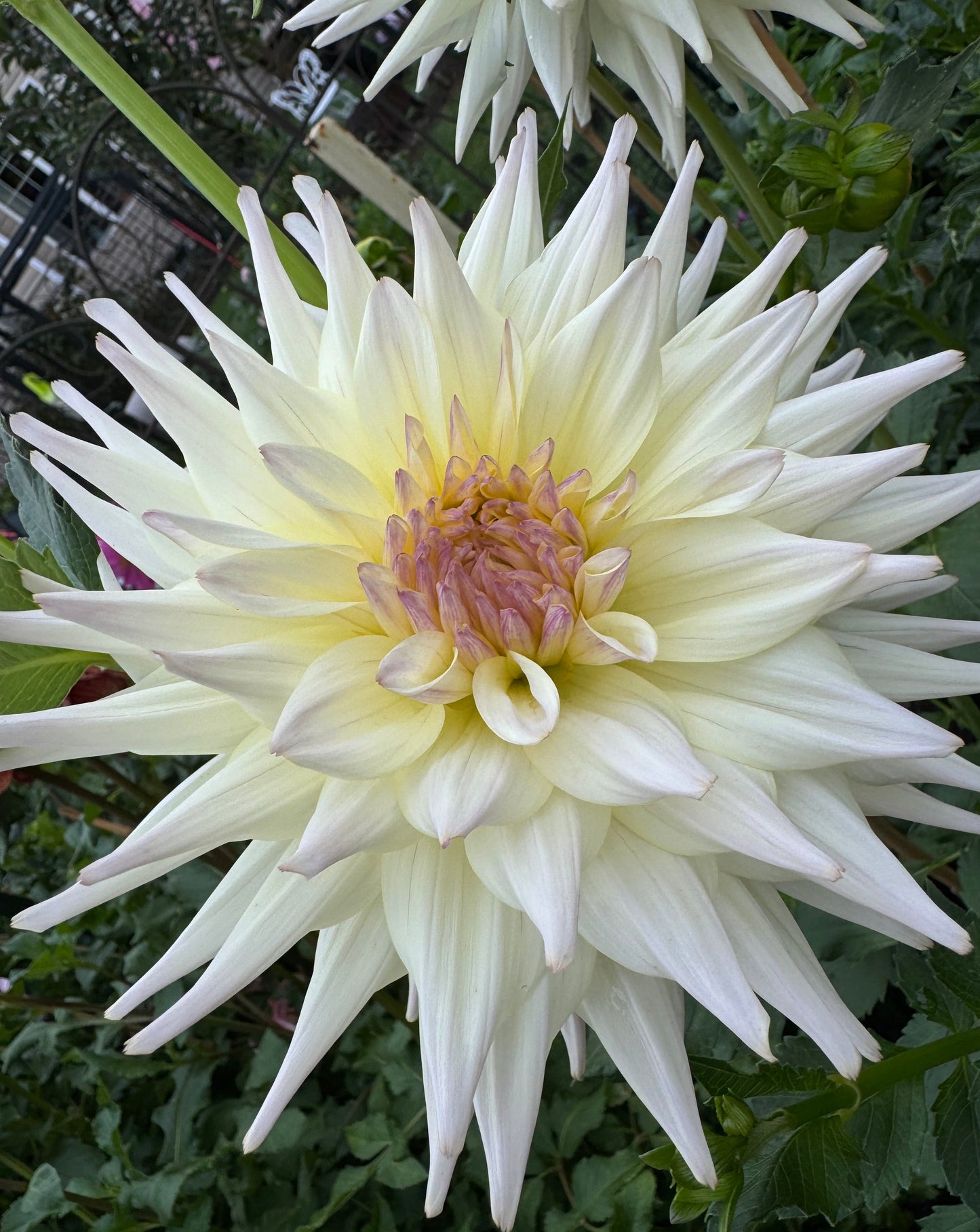 Netherton Cindy Dahlia