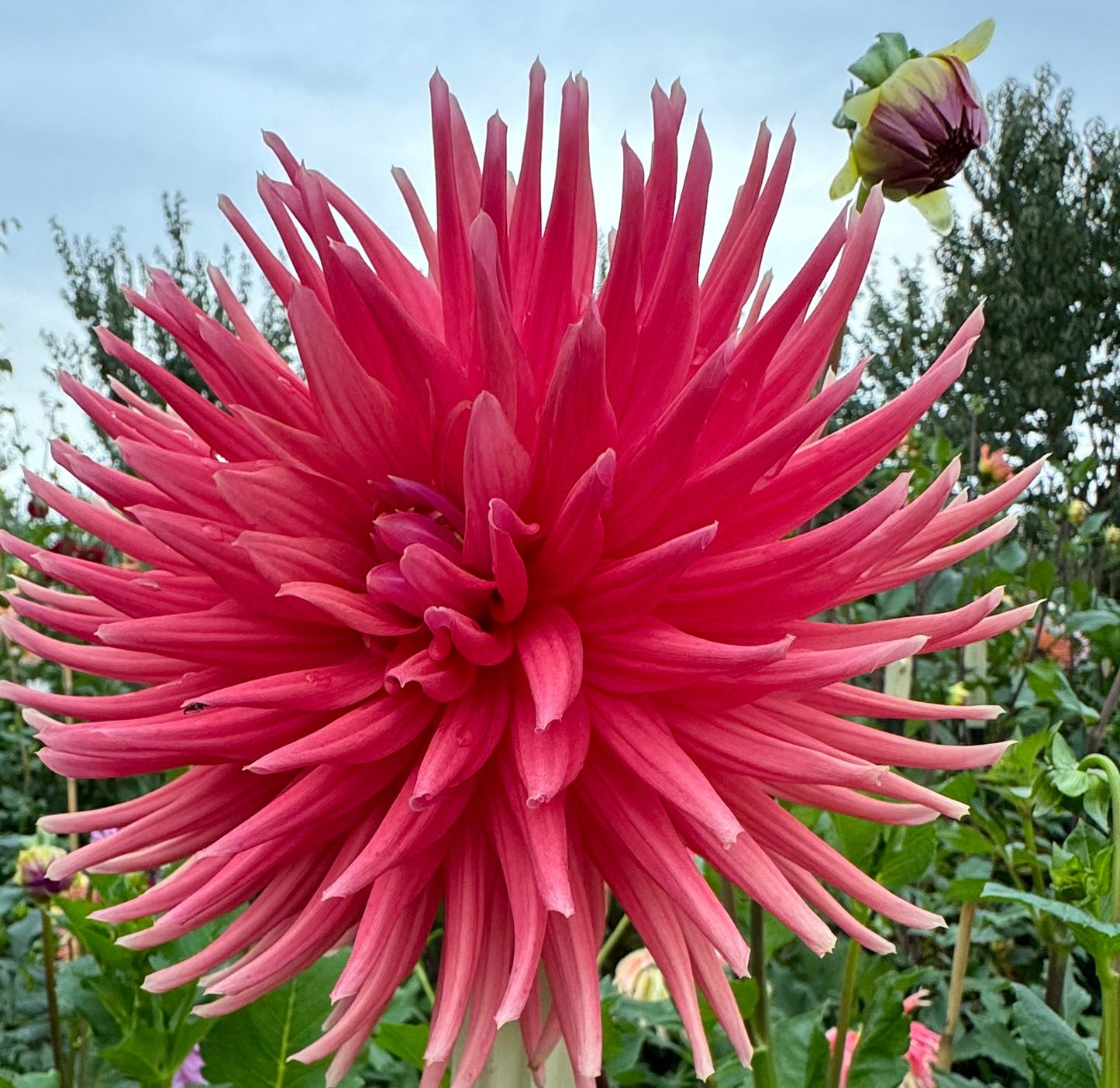 Chi Ef 25 Dahlia