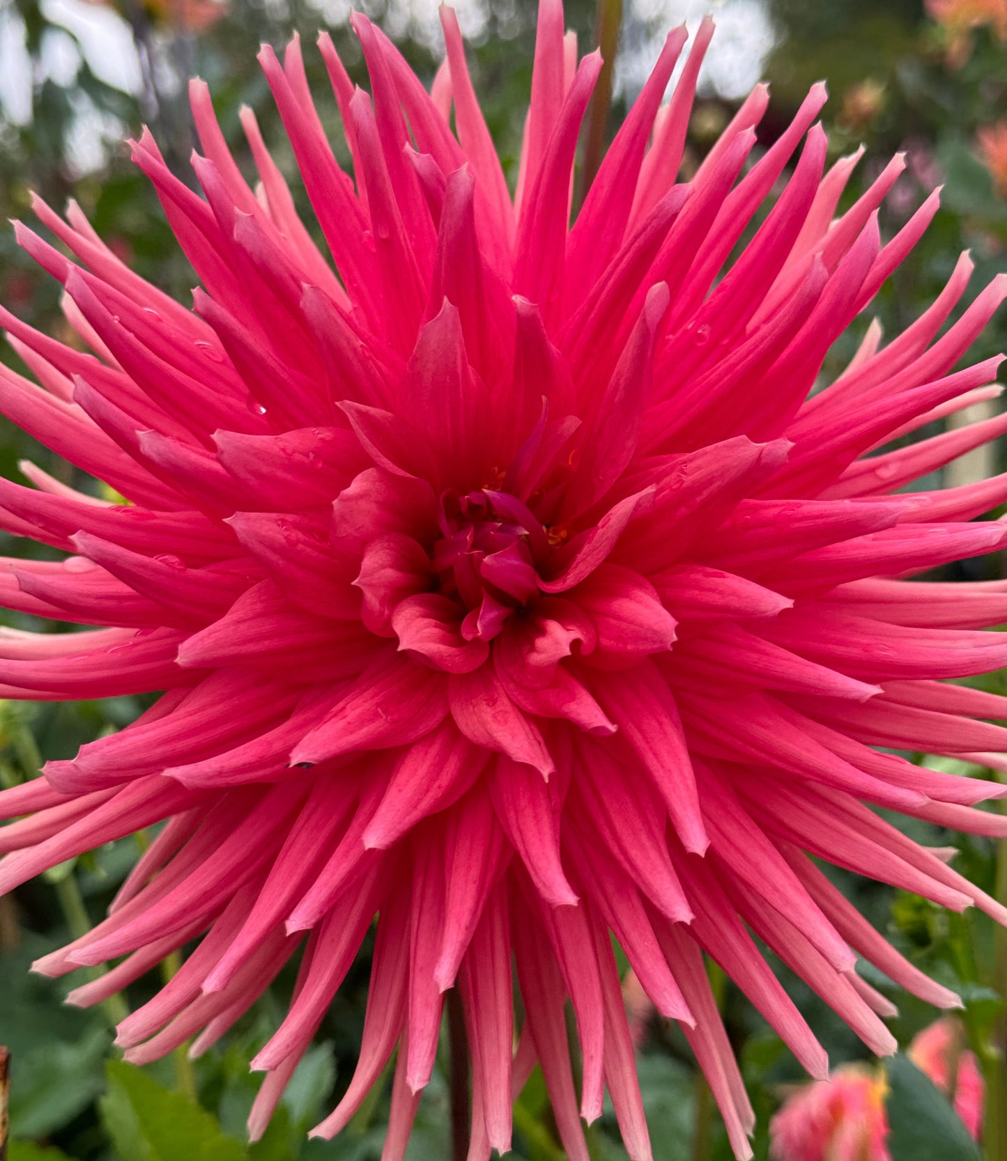 Chi Ef 25 Dahlia