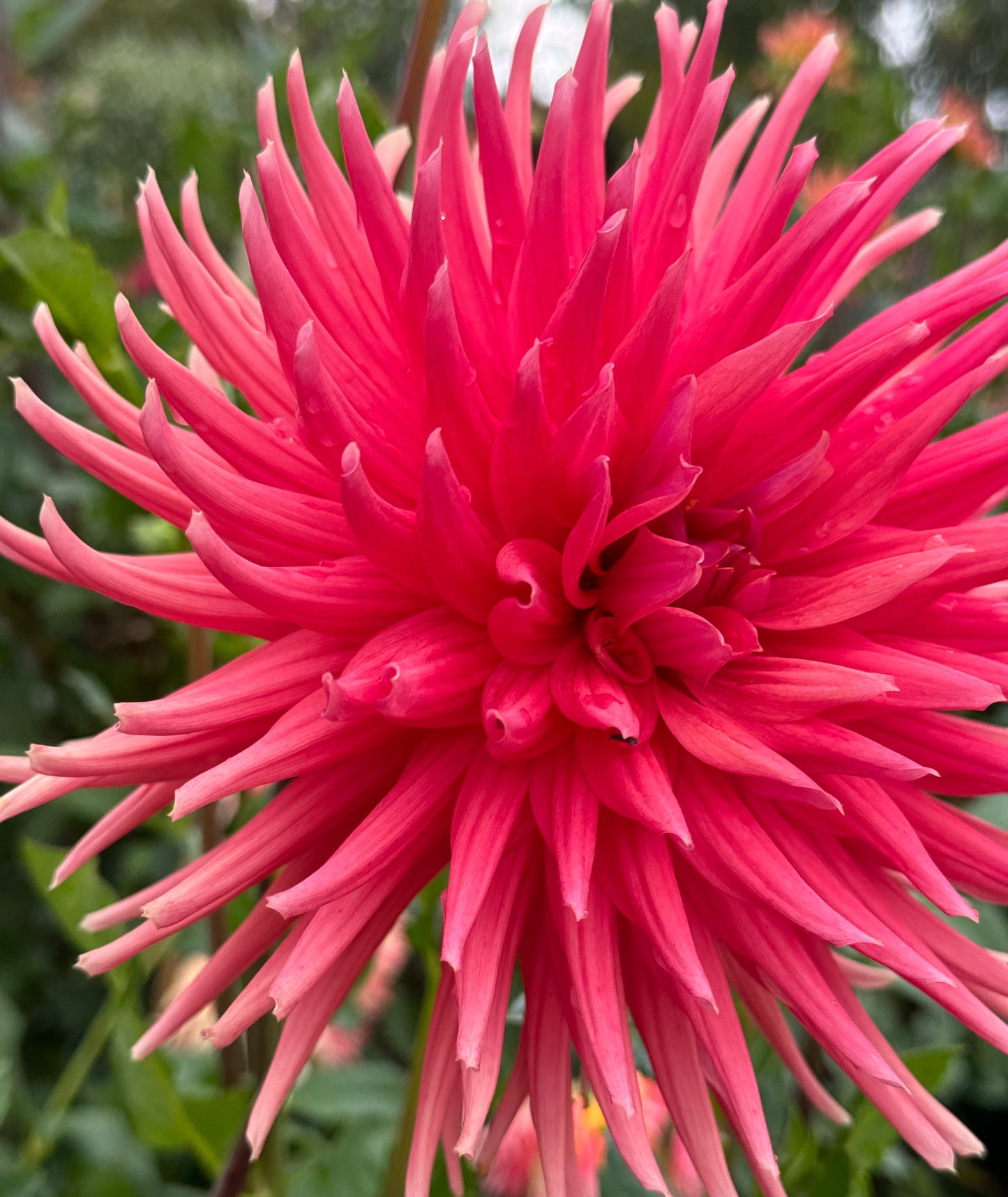 Chi Ef 25 Dahlia