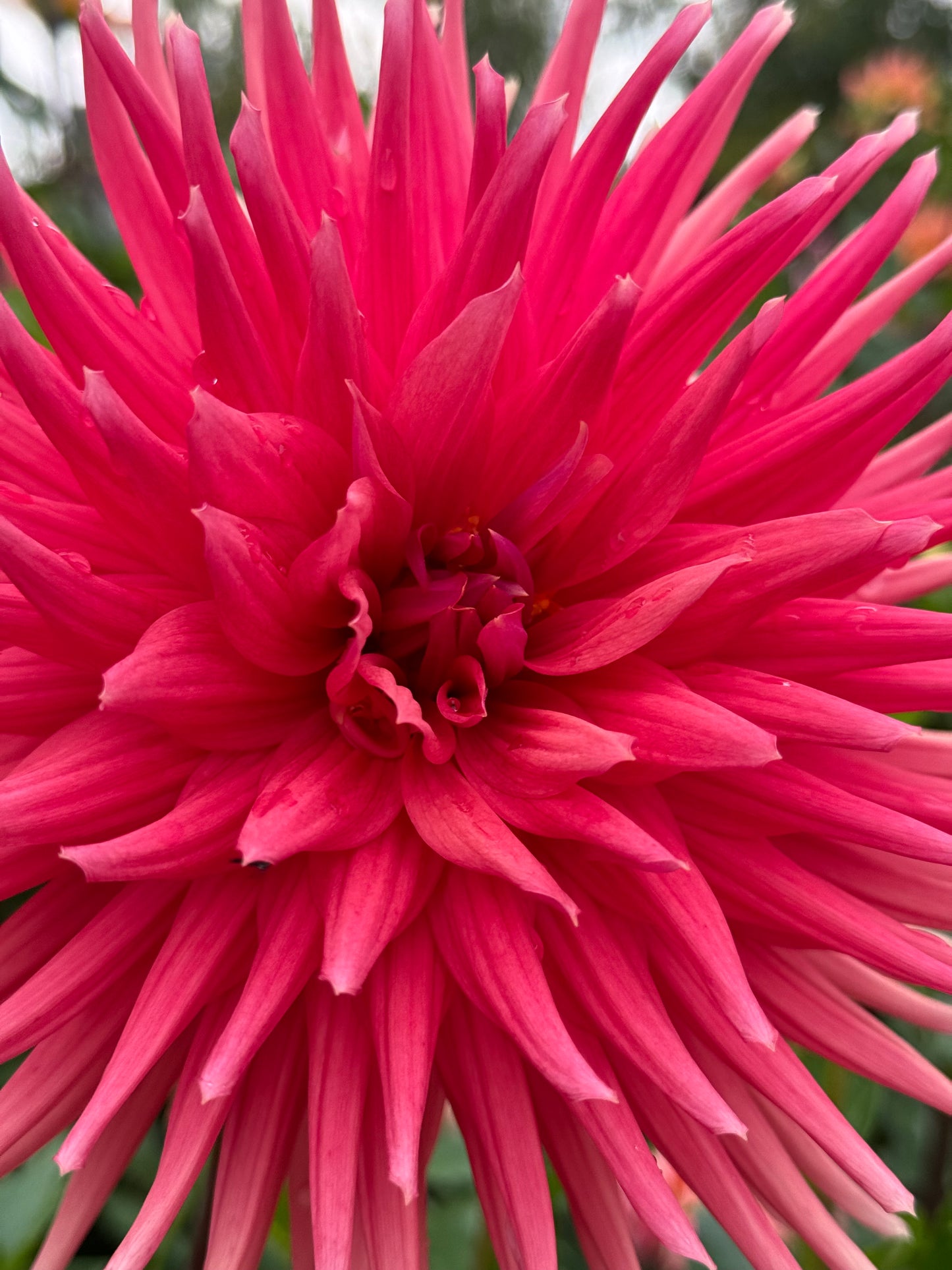 Chi Ef 25 Dahlia