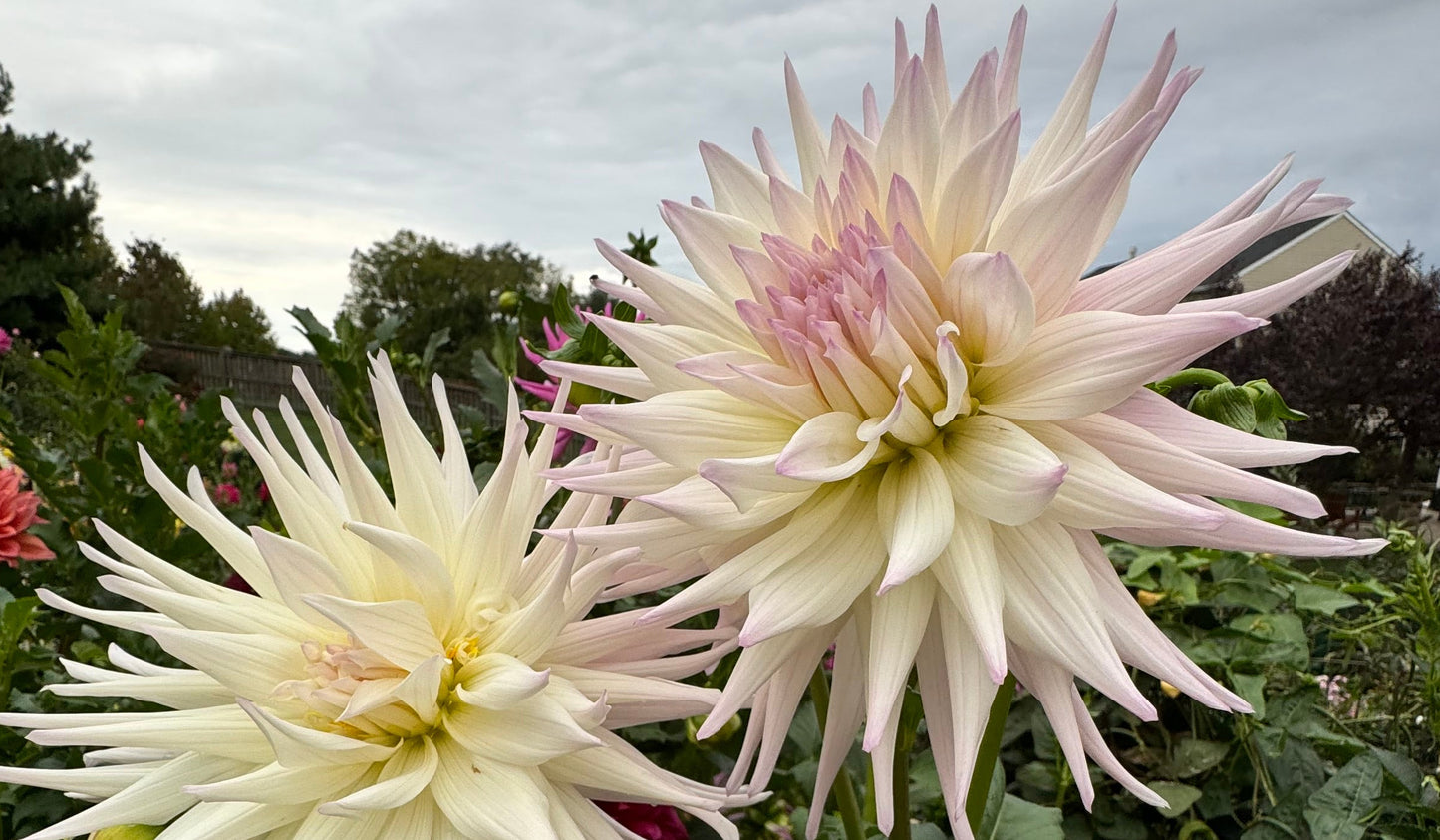 Sandia Stargazer Dahlia