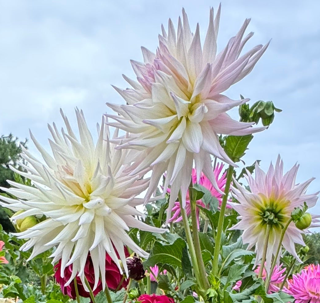 Sandia Stargazer Dahlia