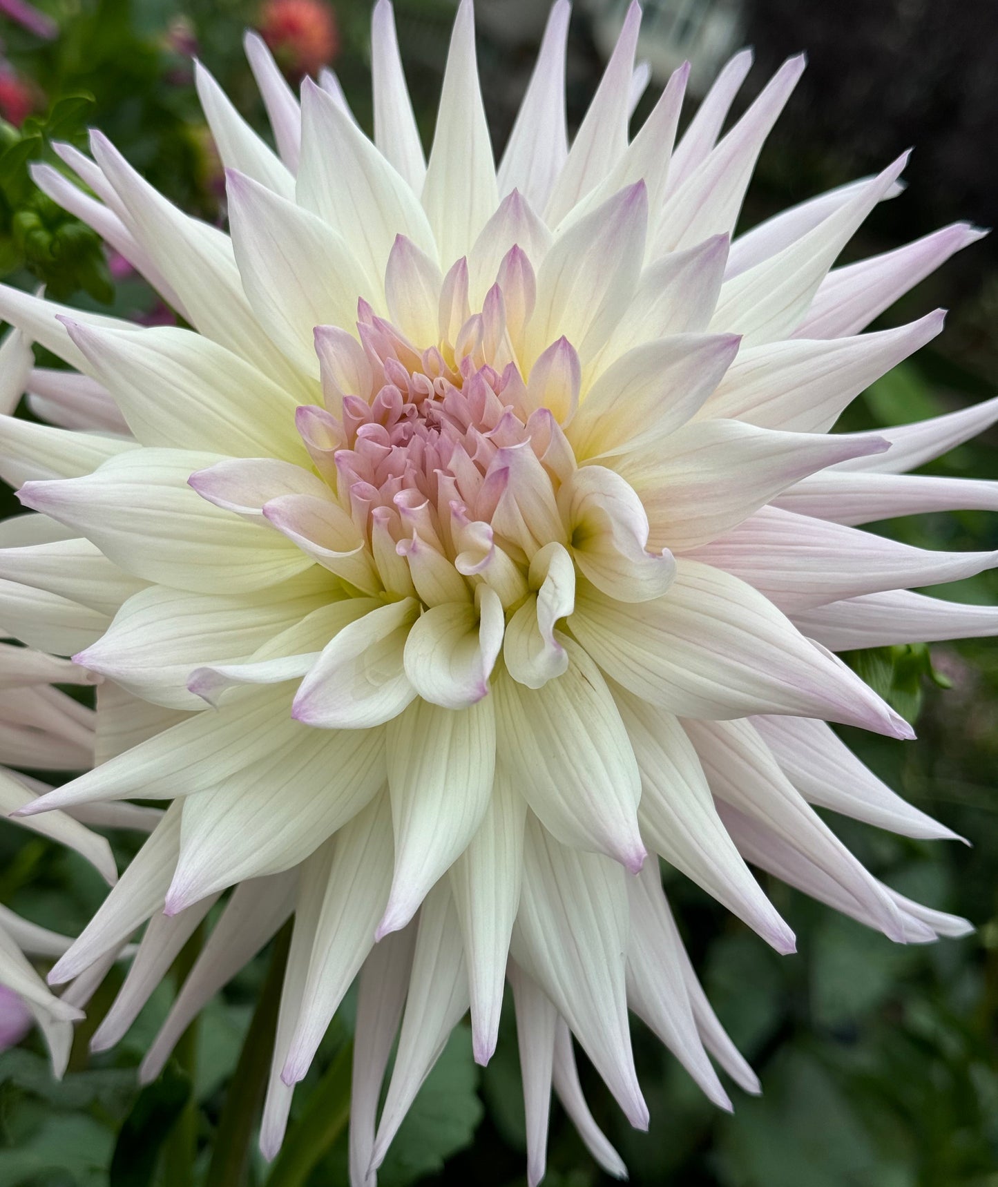 Sandia Stargazer Dahlia