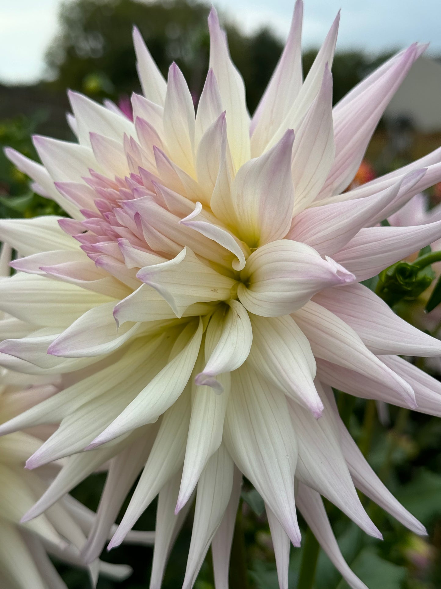 Sandia Stargazer Dahlia