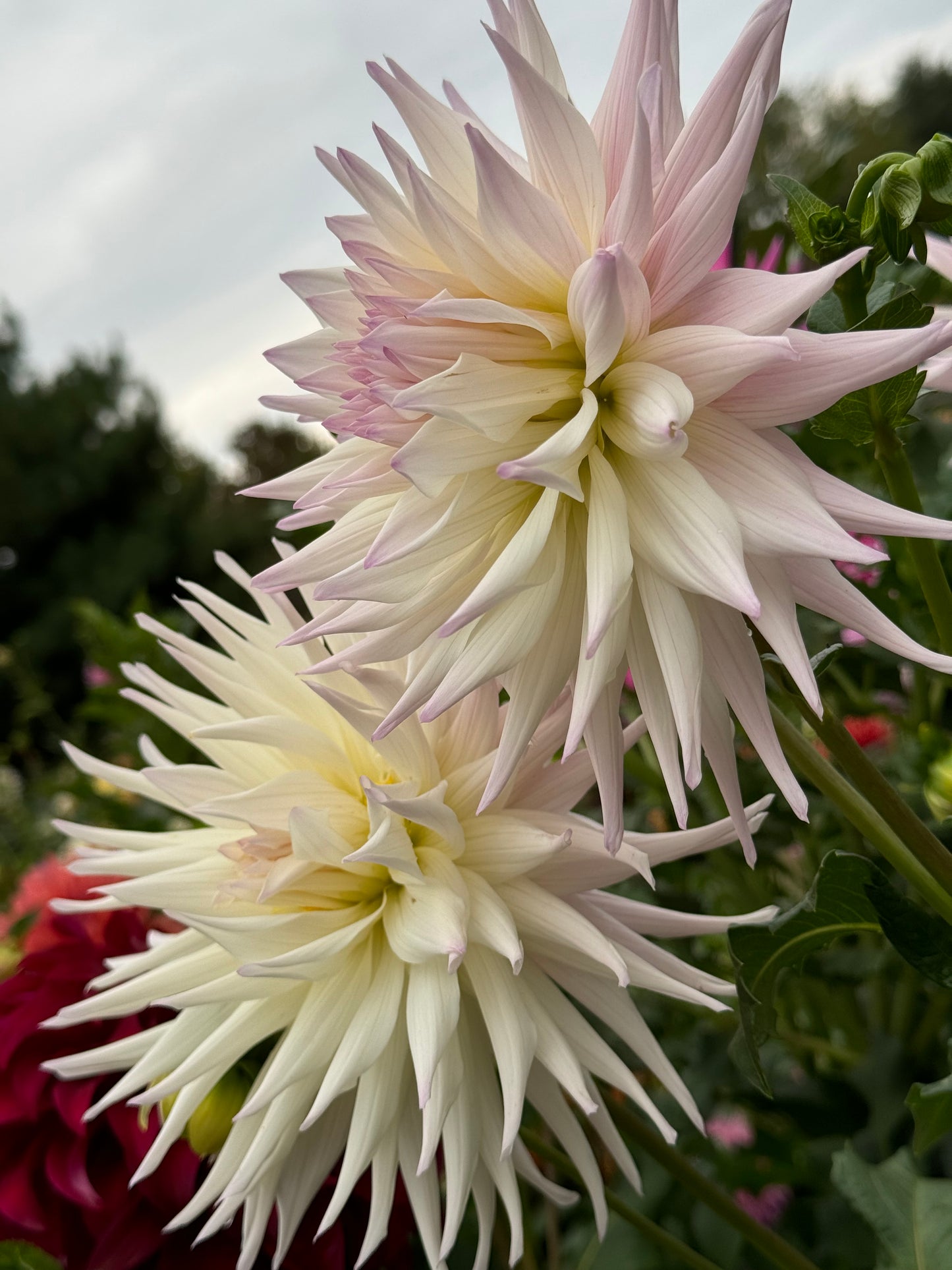 Sandia Stargazer Dahlia