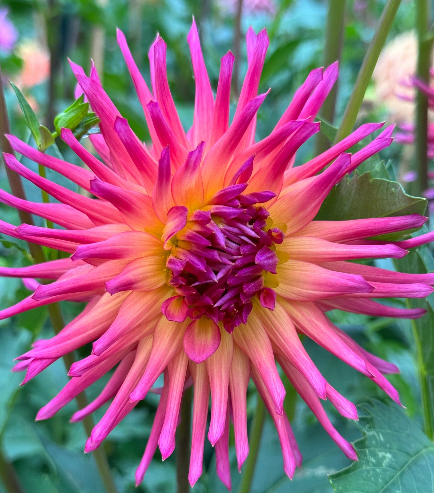 Bloomquist Radiant Dahlia