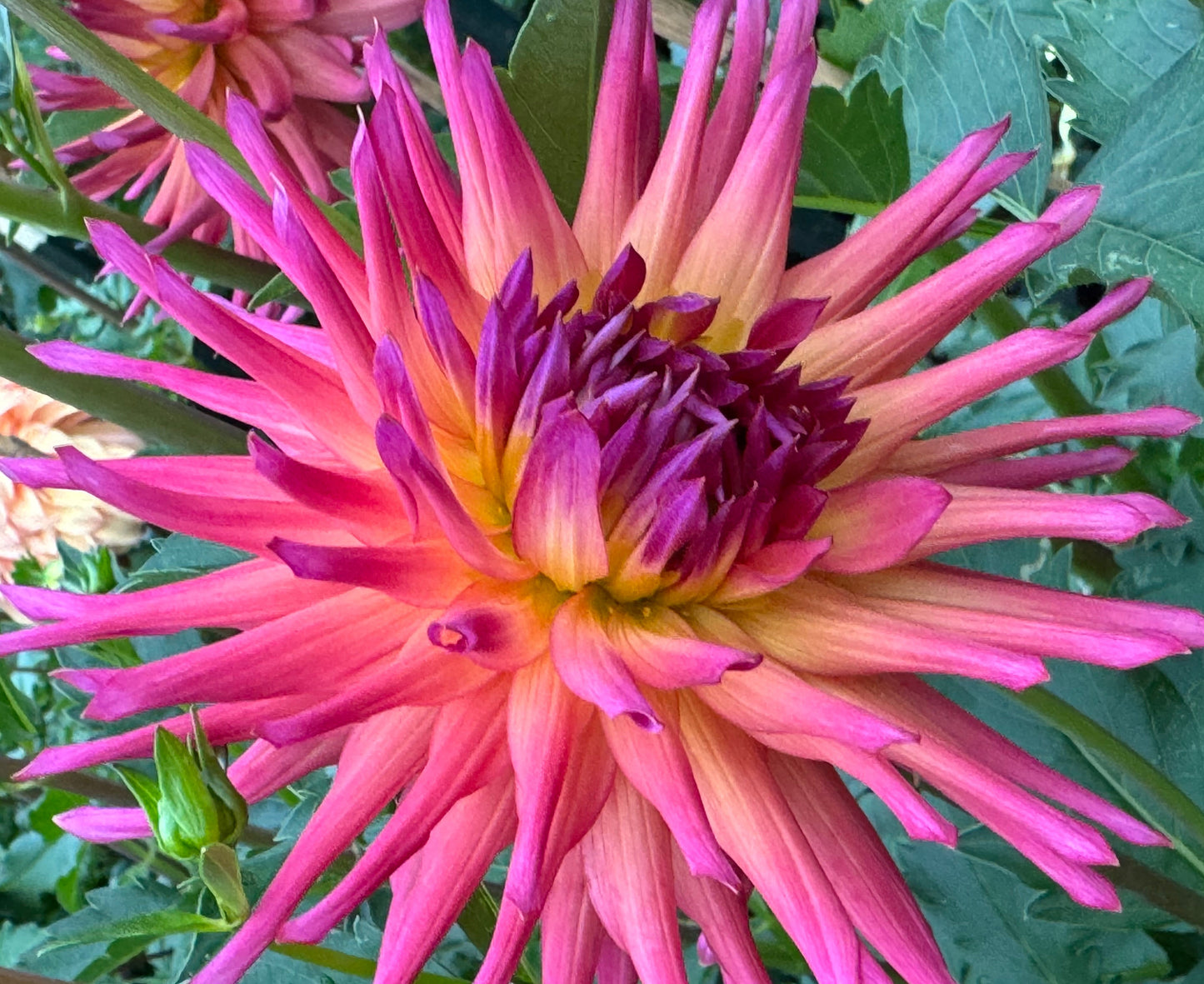 Bloomquist Radiant Dahlia