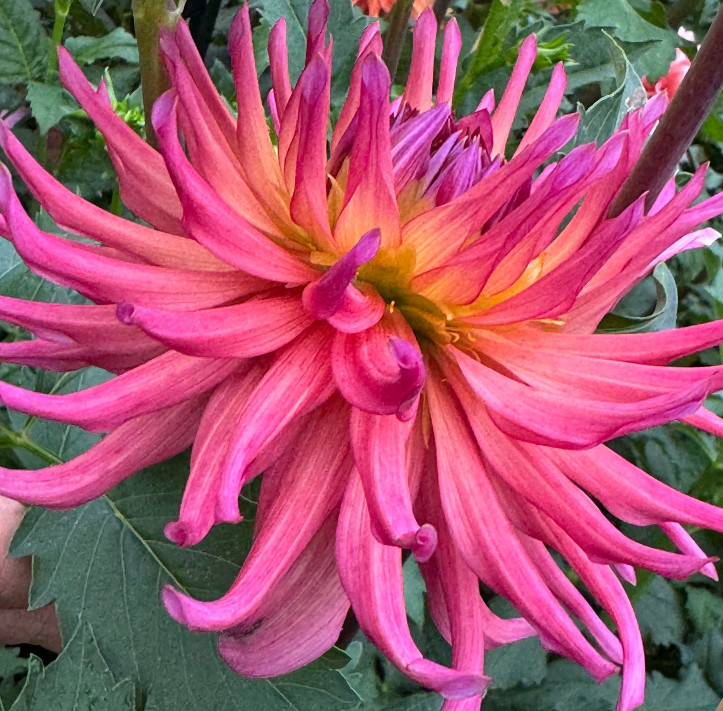 Bloomquist Radiant Dahlia