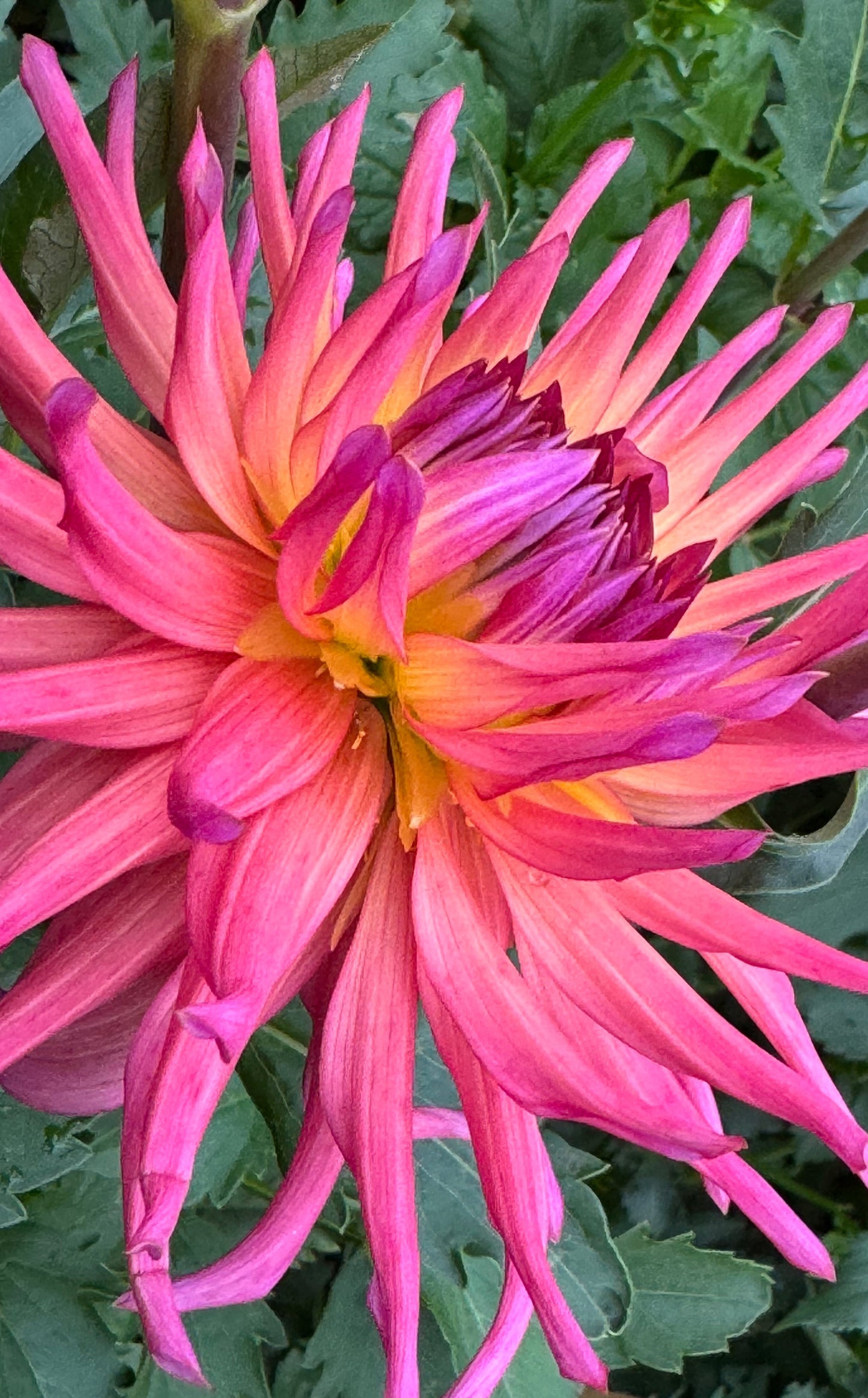 Bloomquist Radiant Dahlia