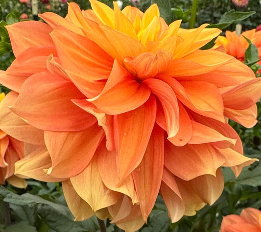 Honey Bun Dahlia