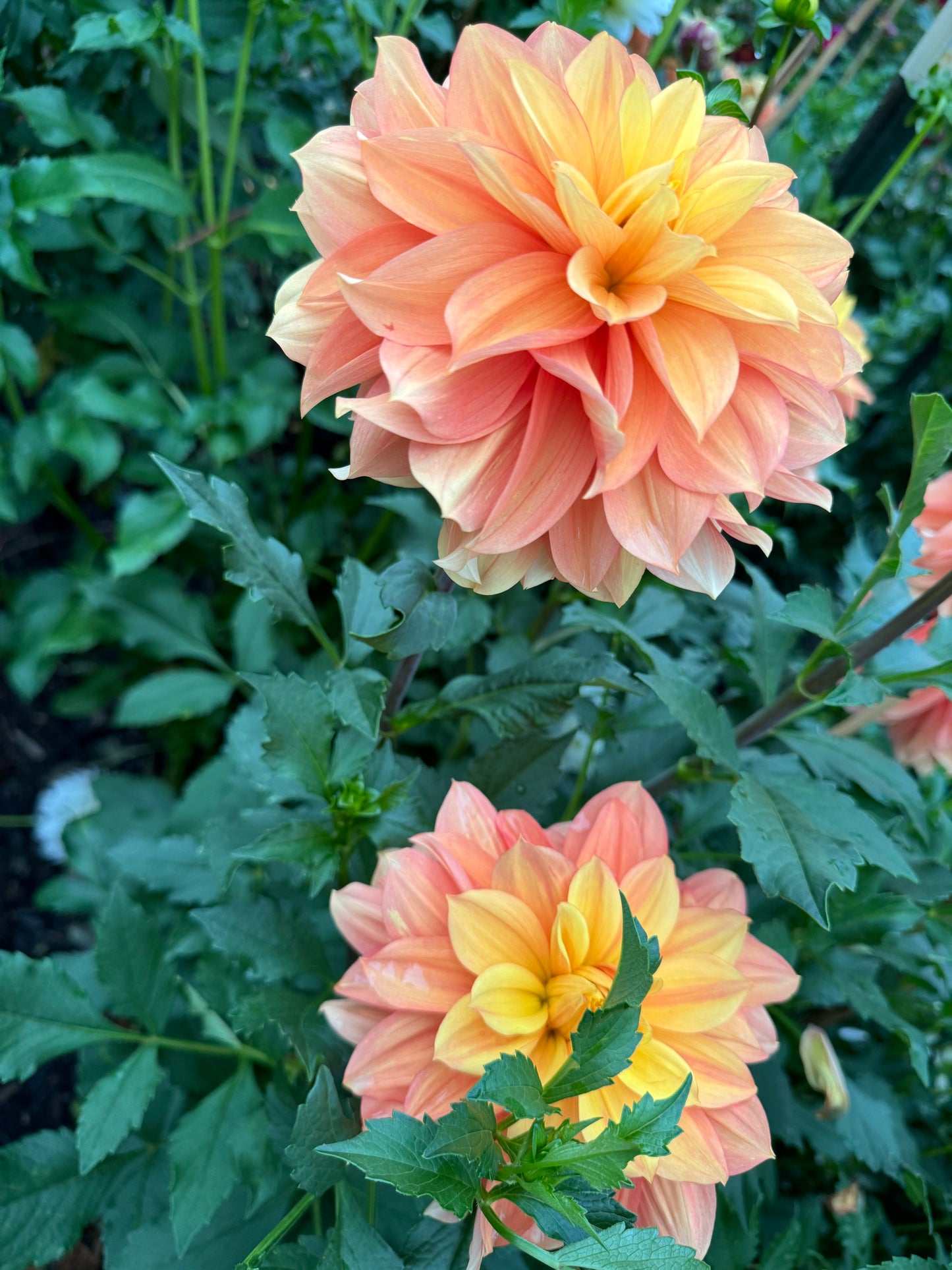 Honey Bun Dahlia