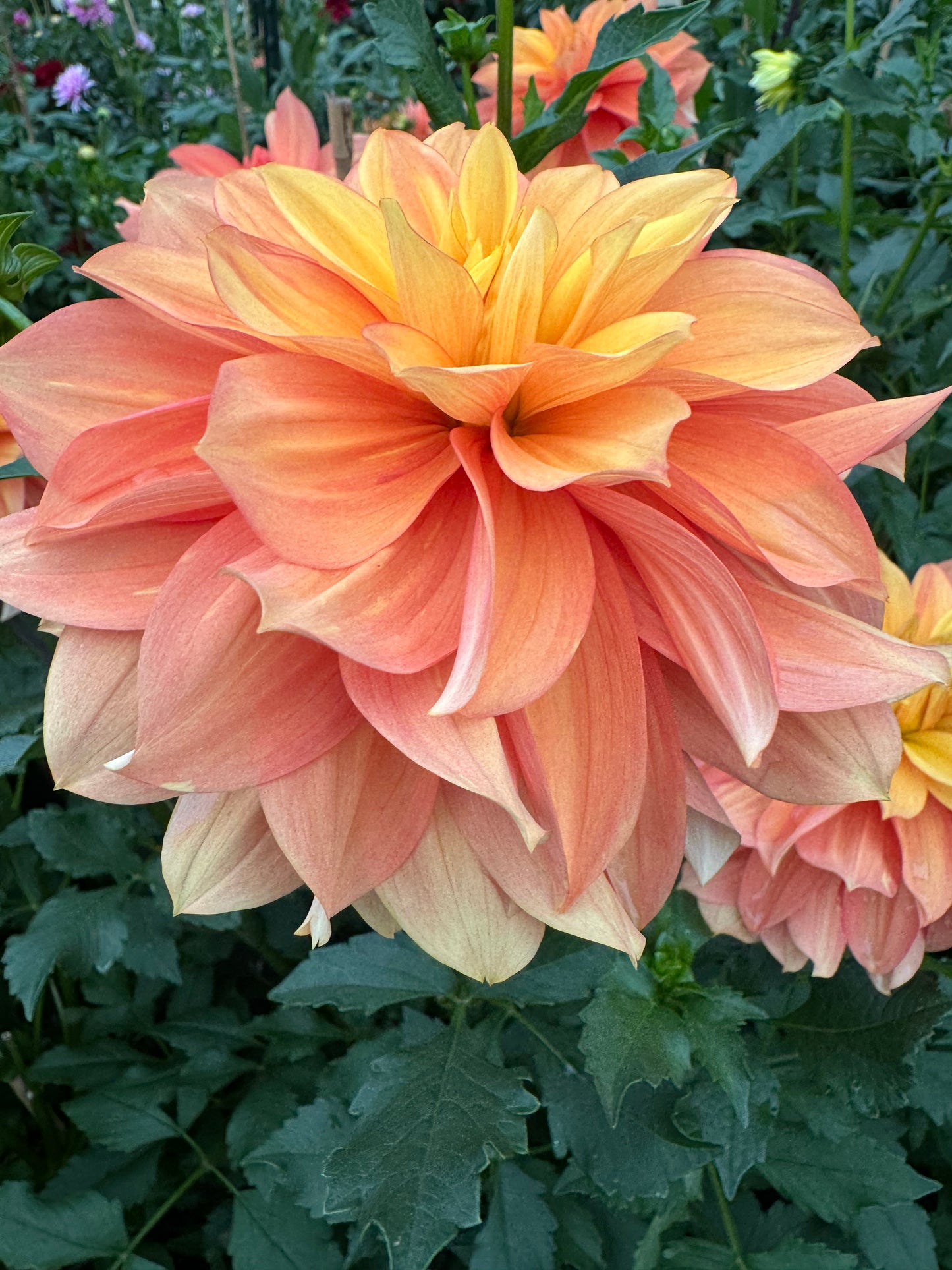 Honey Bun Dahlia