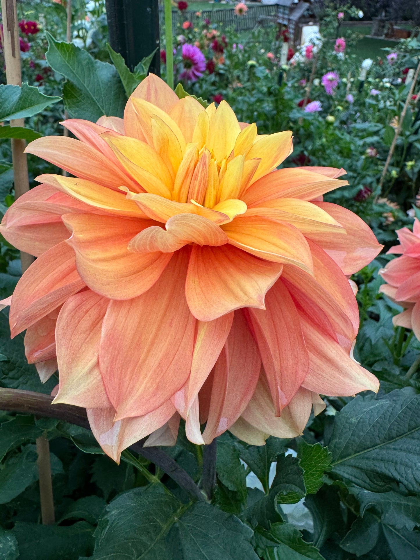 Honey Bun Dahlia